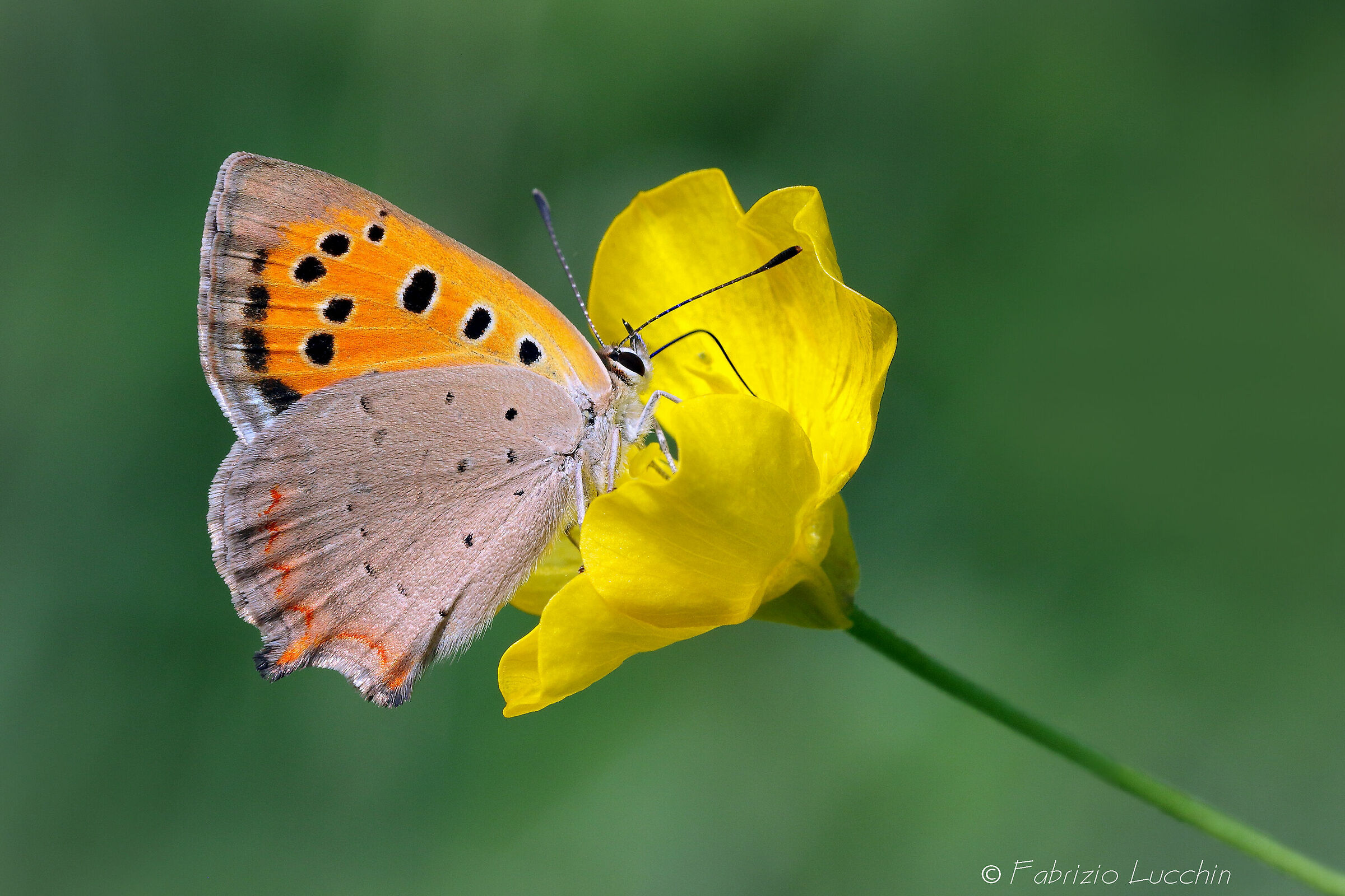Lycaena phlaeas