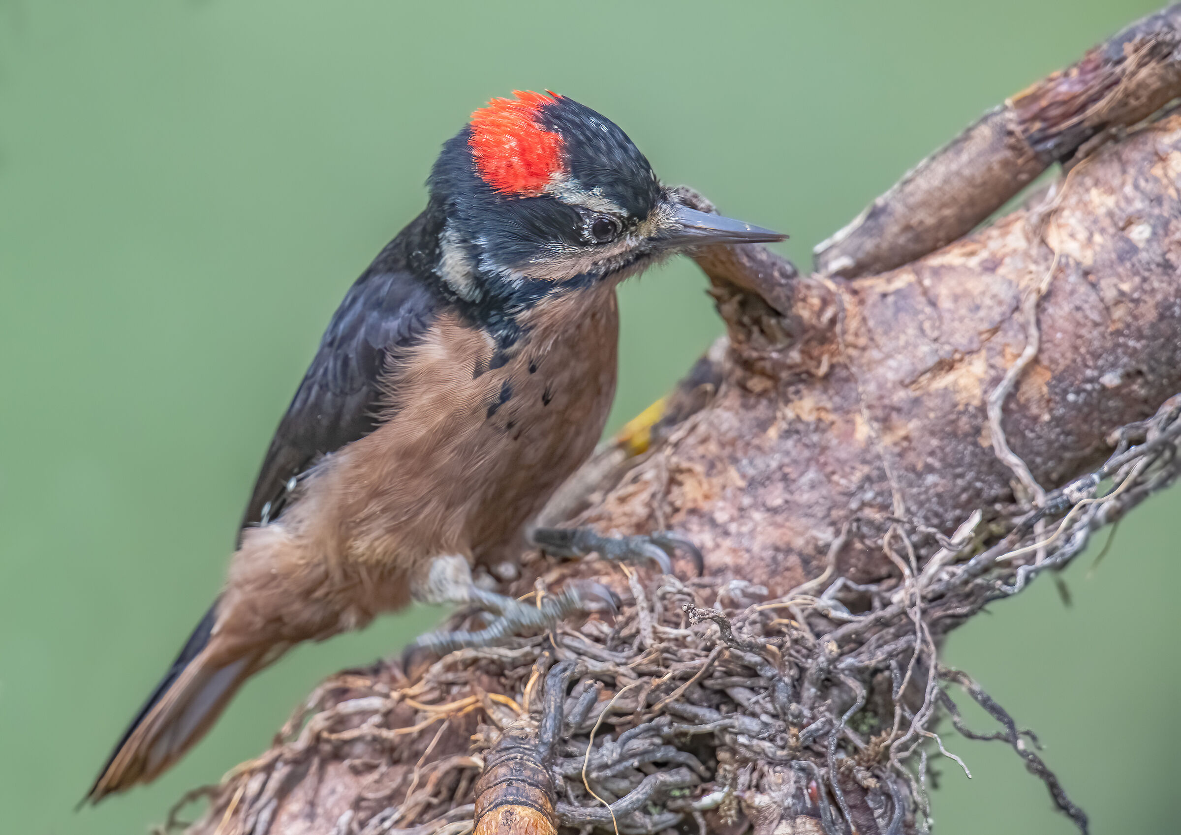 Hairy Woodpecker