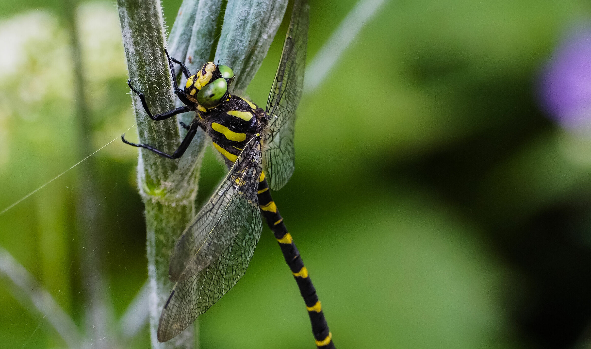dragonfly "bee maia"