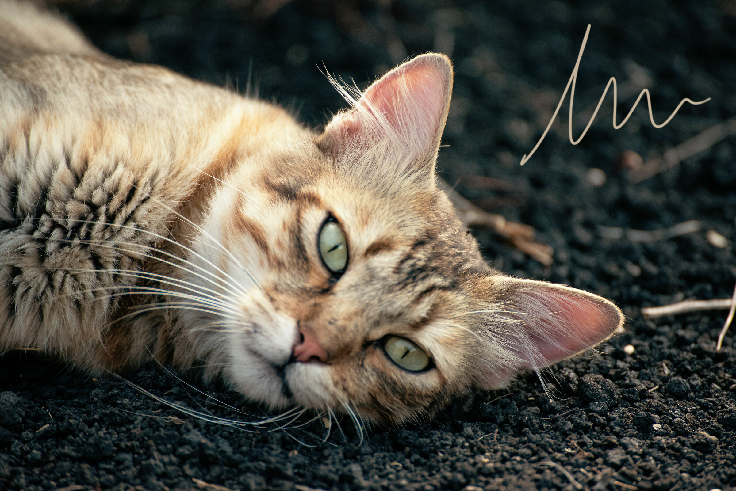 My wild tiger, he decides to get photographed.