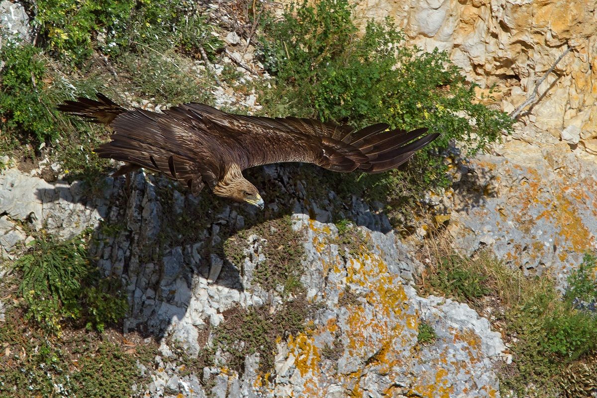 Golden Eagle