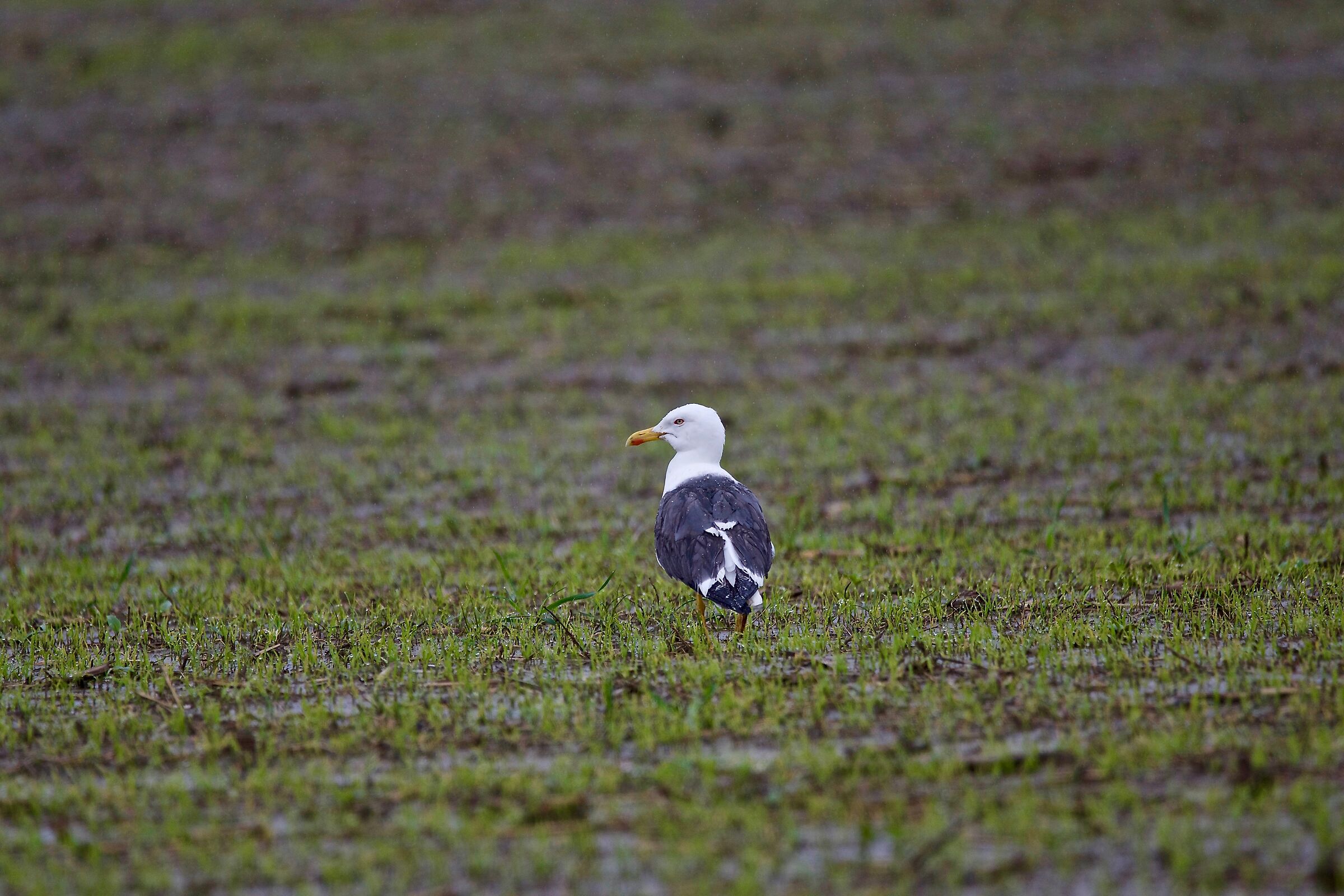 Zafferano sotto l'acqua