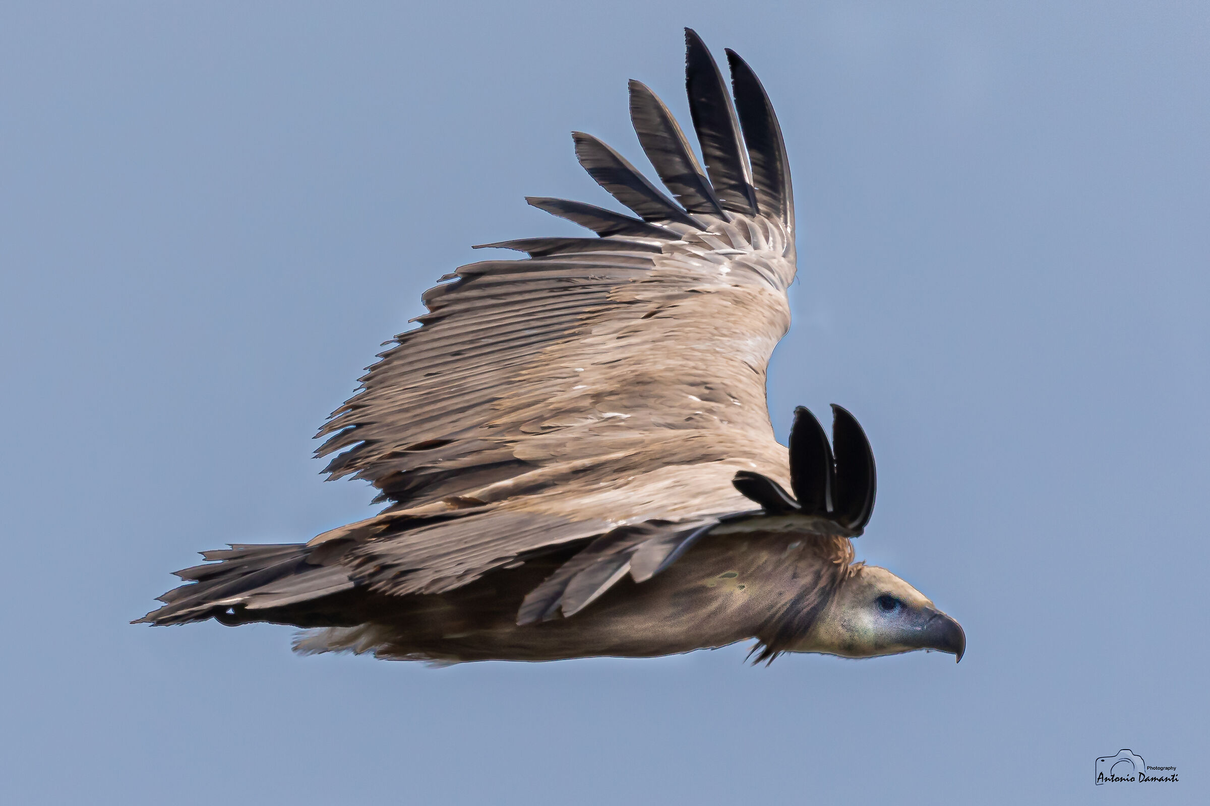 Griffin