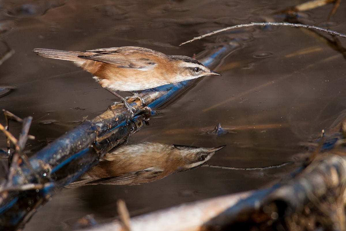 moustached warbler