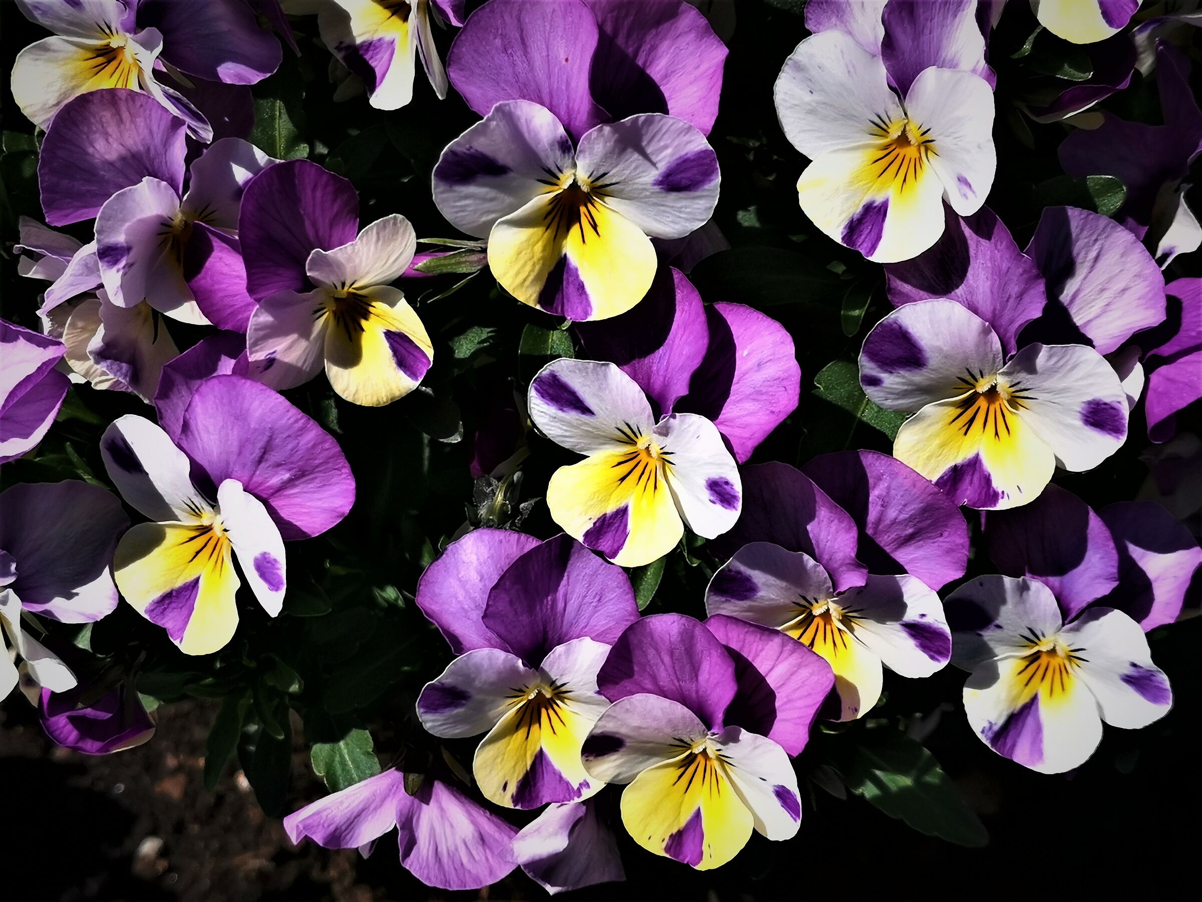 Piu" piccolo piu" bello - 4 -