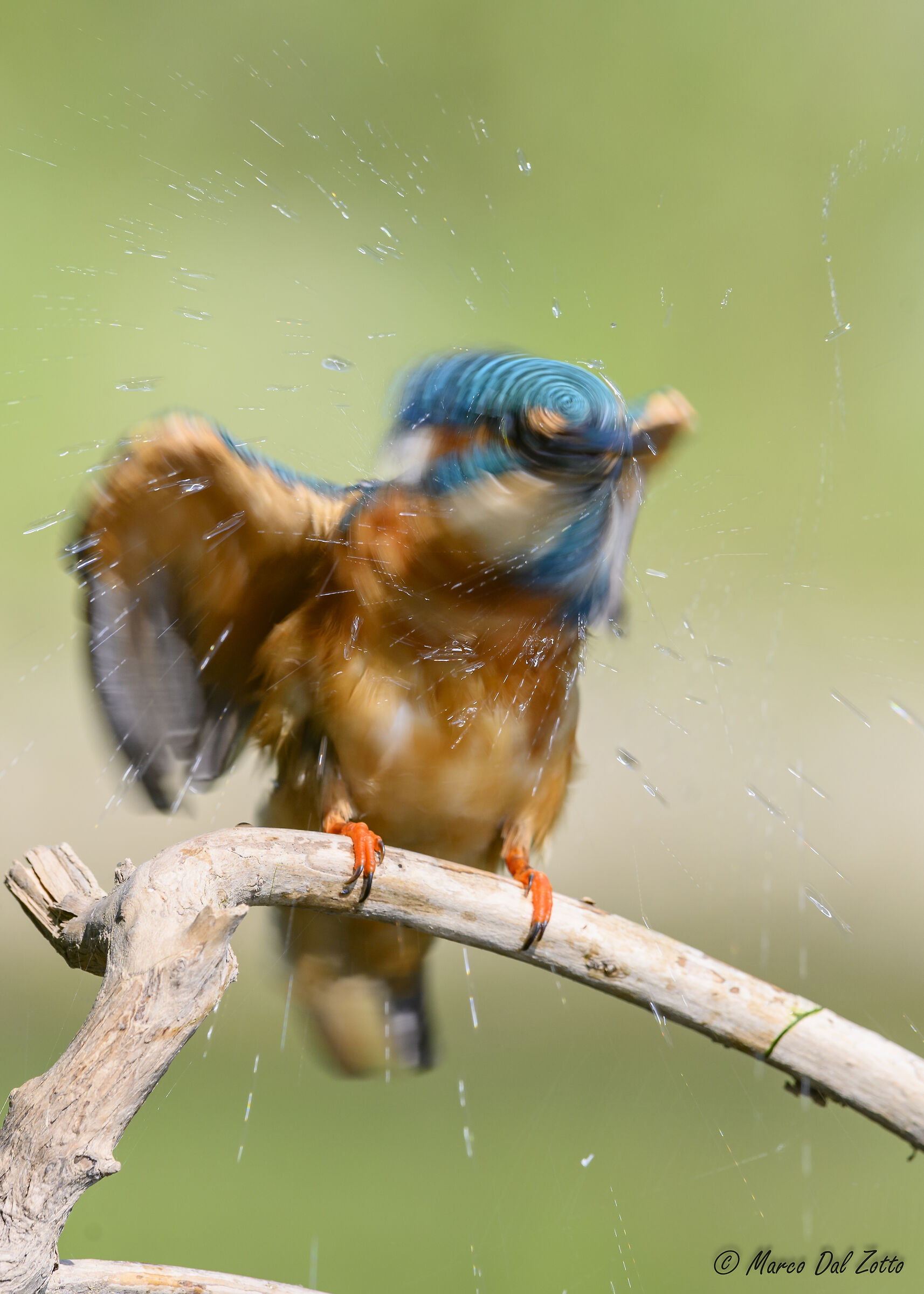 how do you scan the martin?