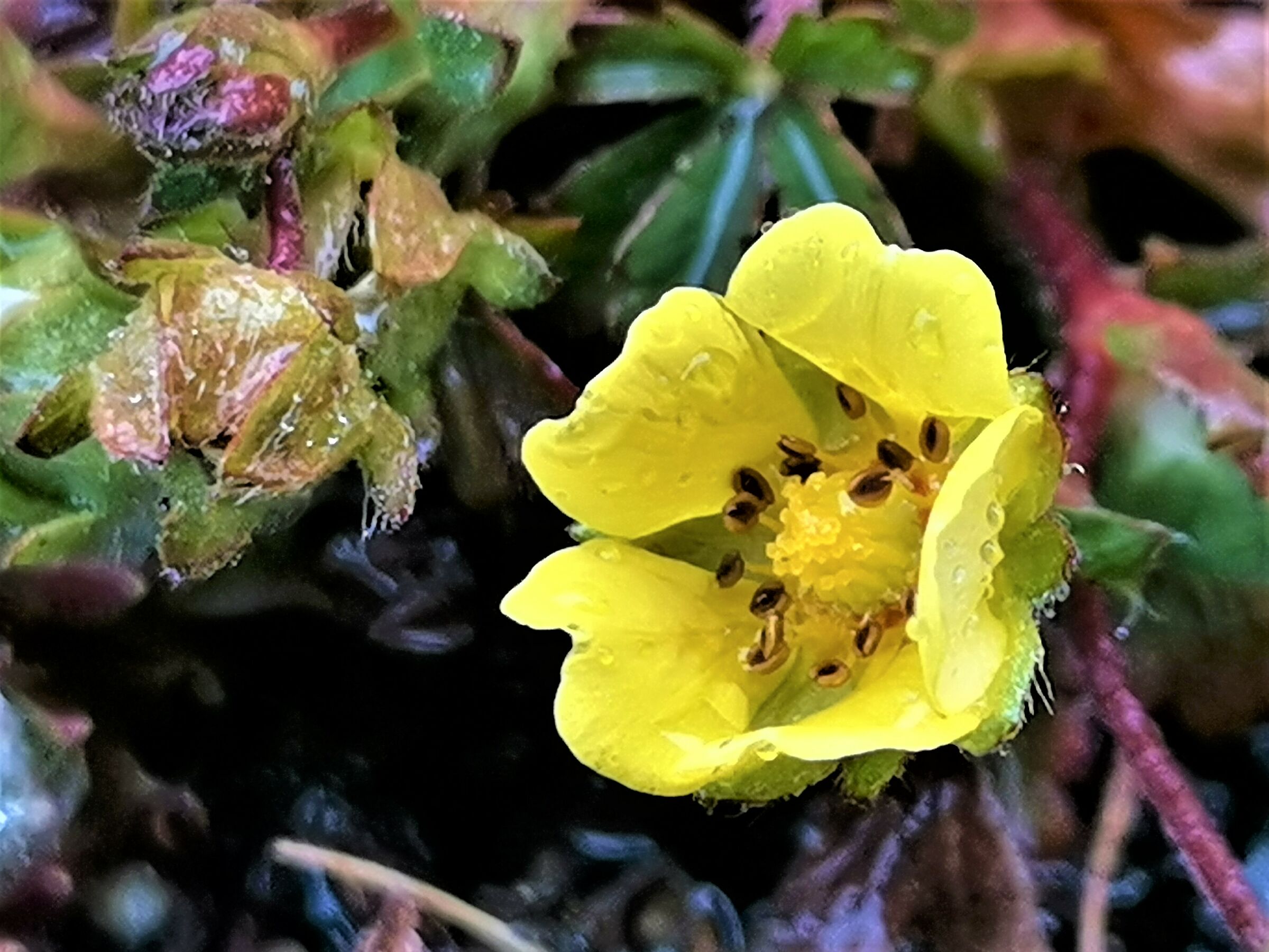 Piu" piccolo piu" bello -5 -