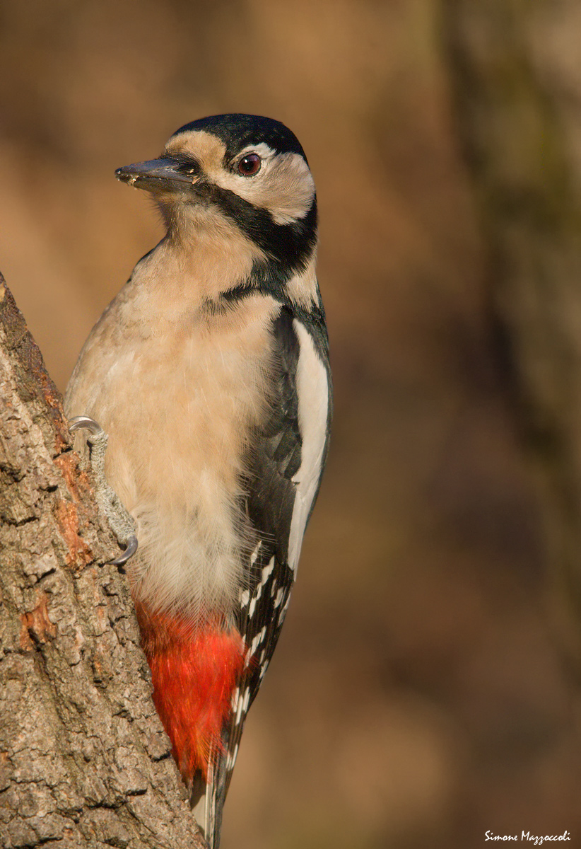 Great Spotted Woodpecker