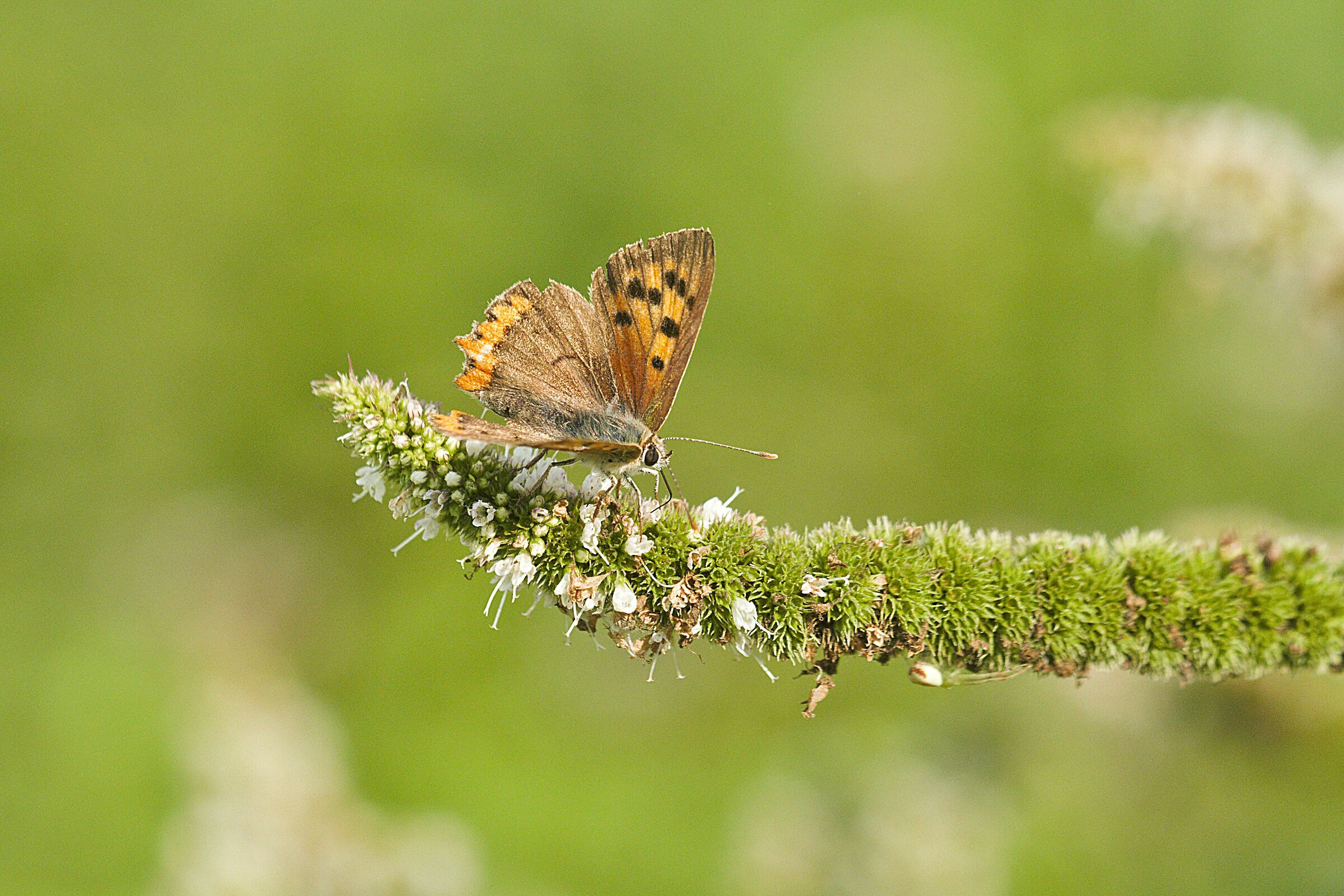 Farfallina su menta...
