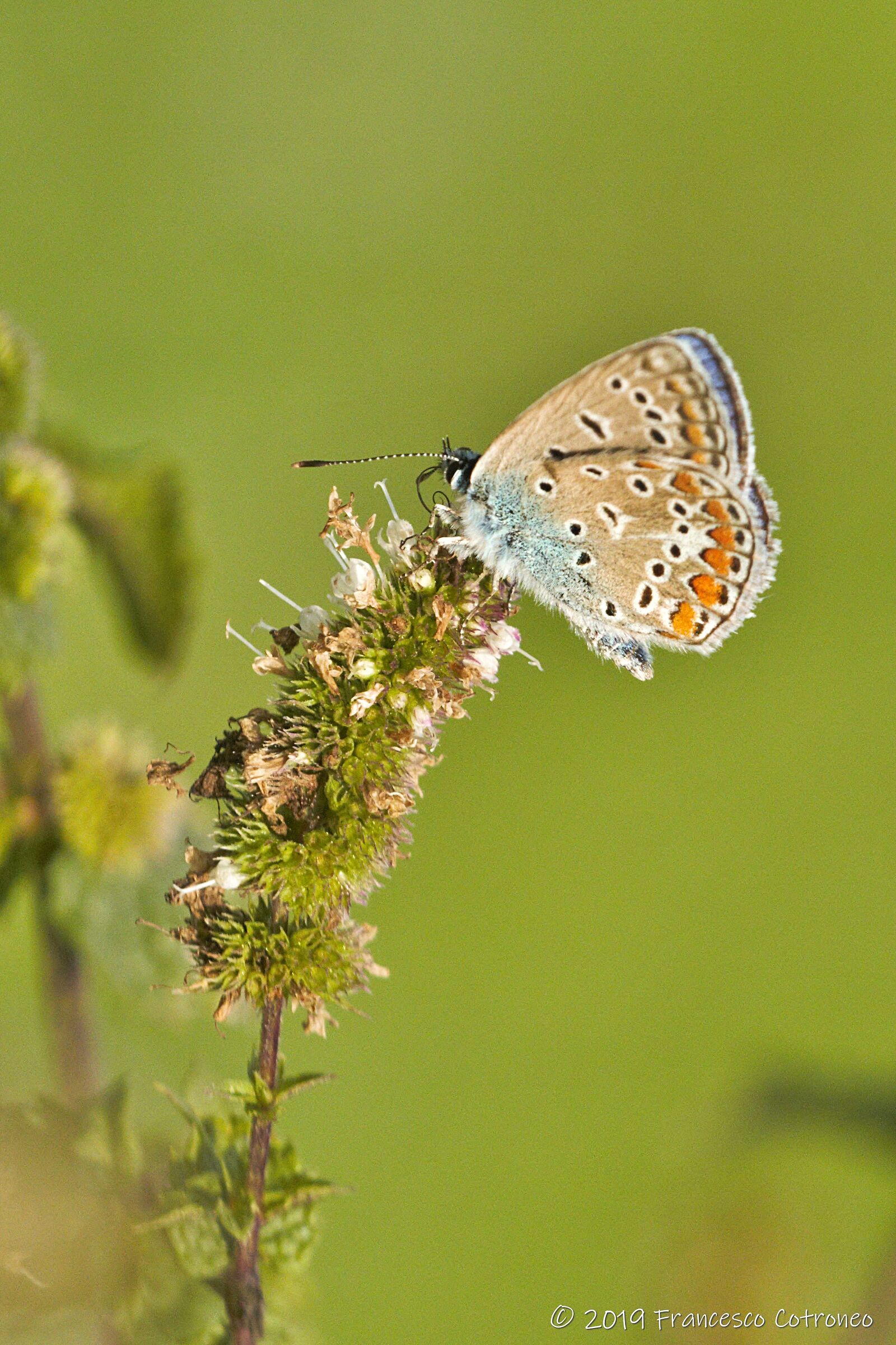Farfallina su menta...