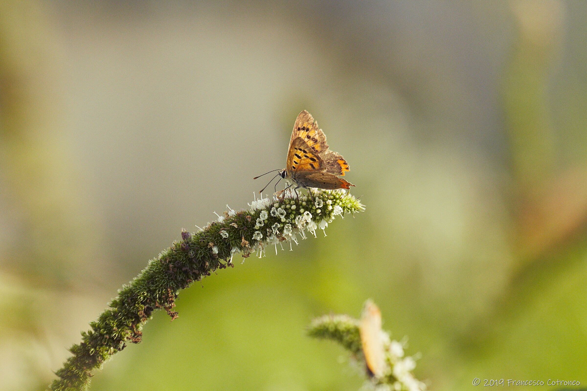 farfallina su menta...