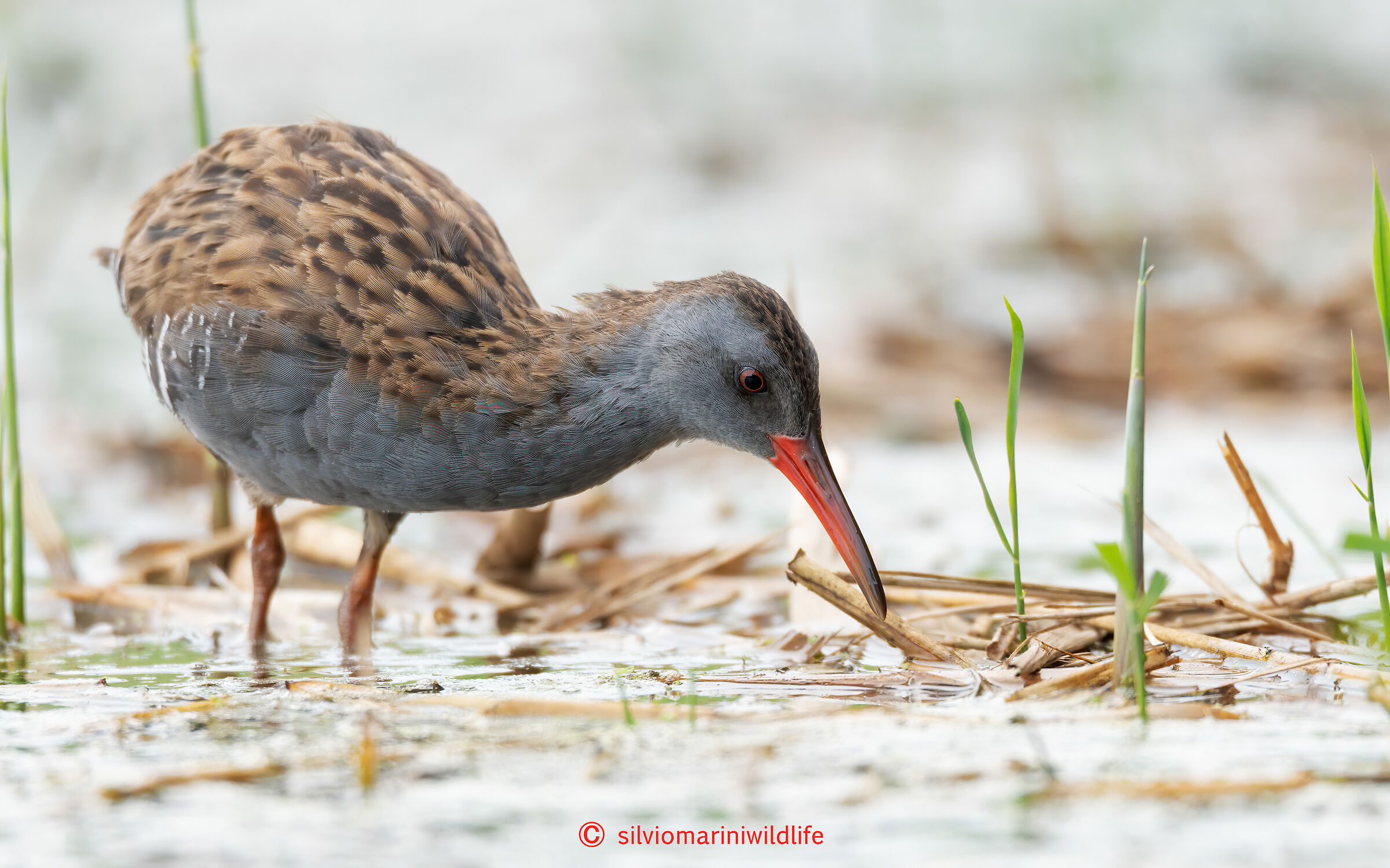 Porciglione (Rallus acquaticus)