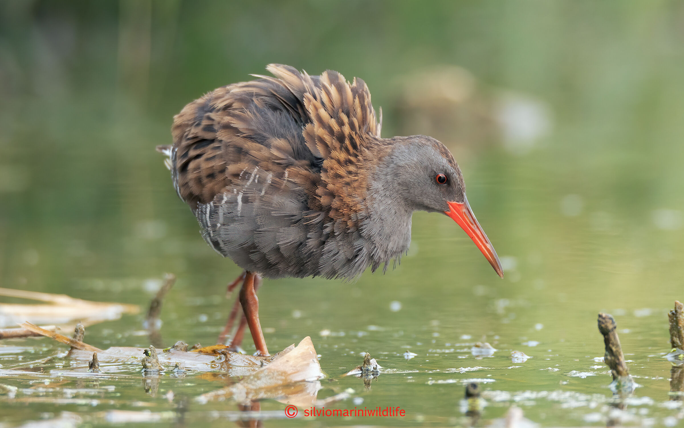 Porciglione (Rallus acquaticus)