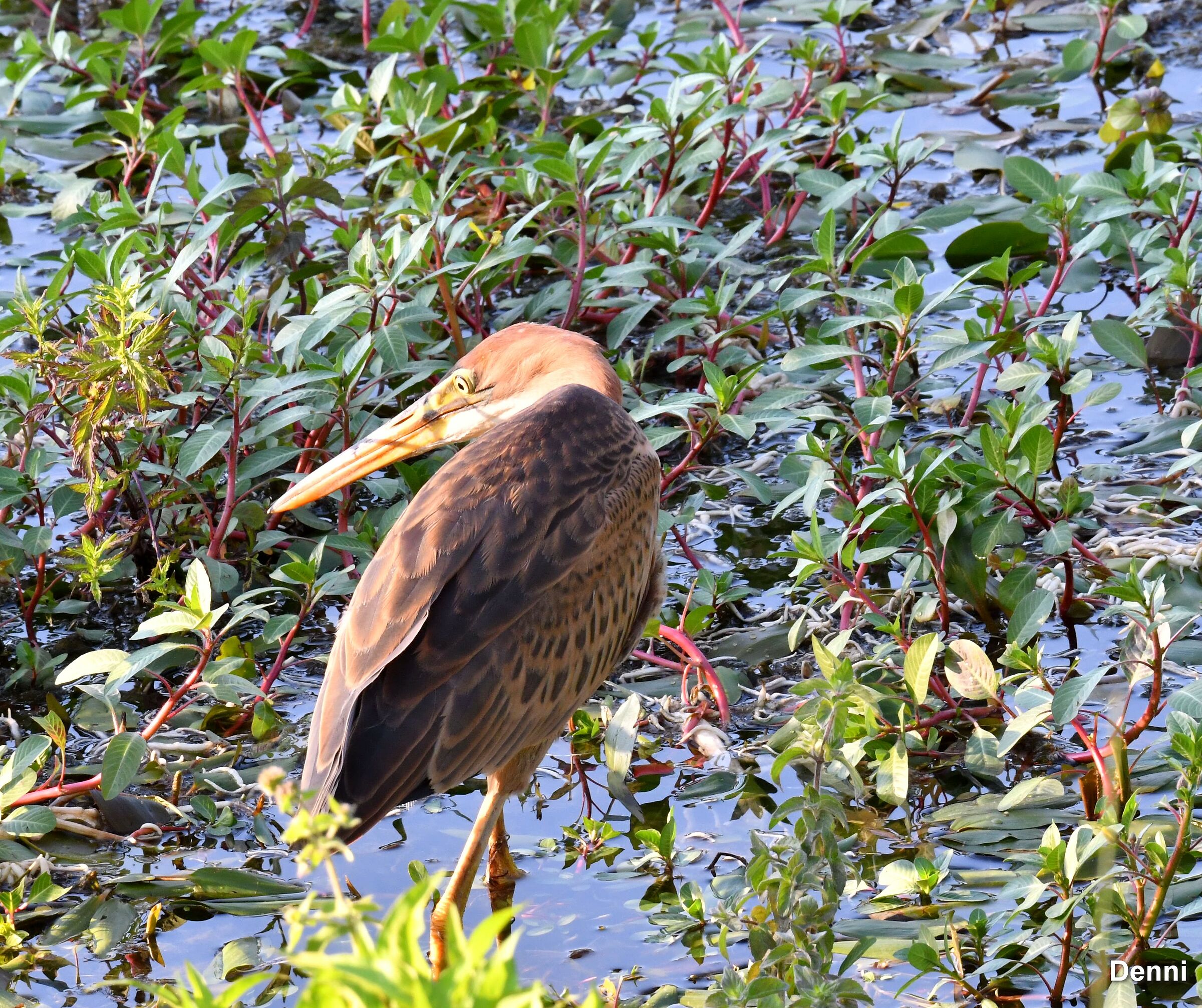 it's pretty constant in showing up