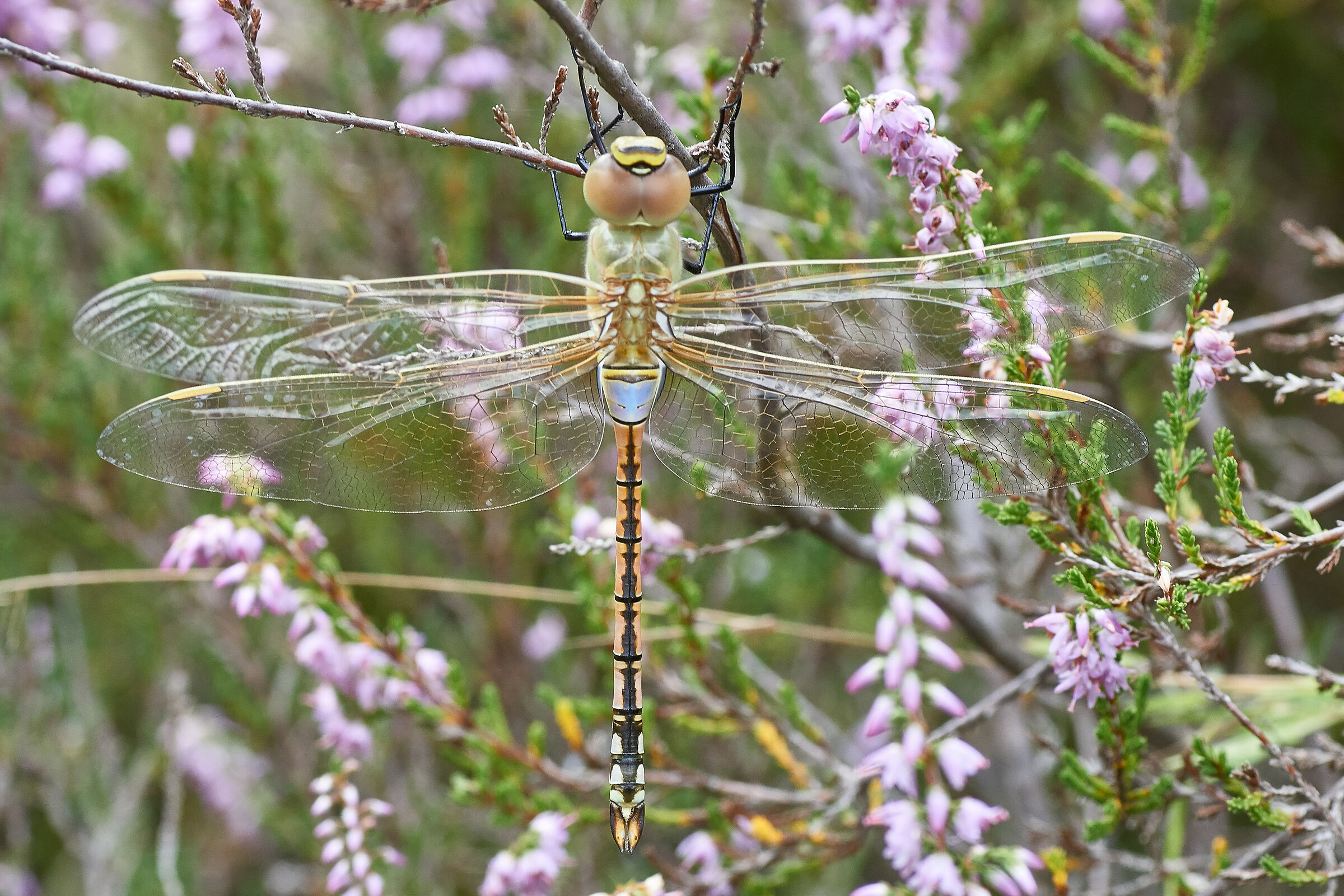 giovane Anax ephippiger