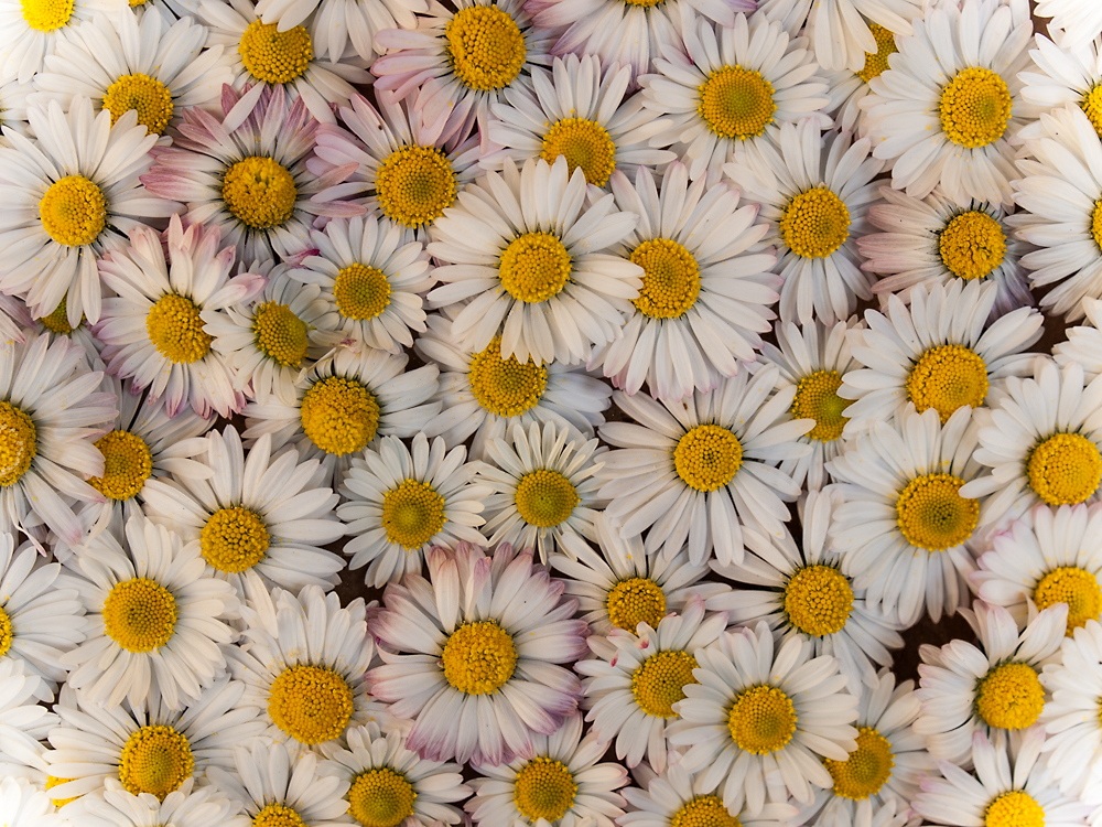 Daisies