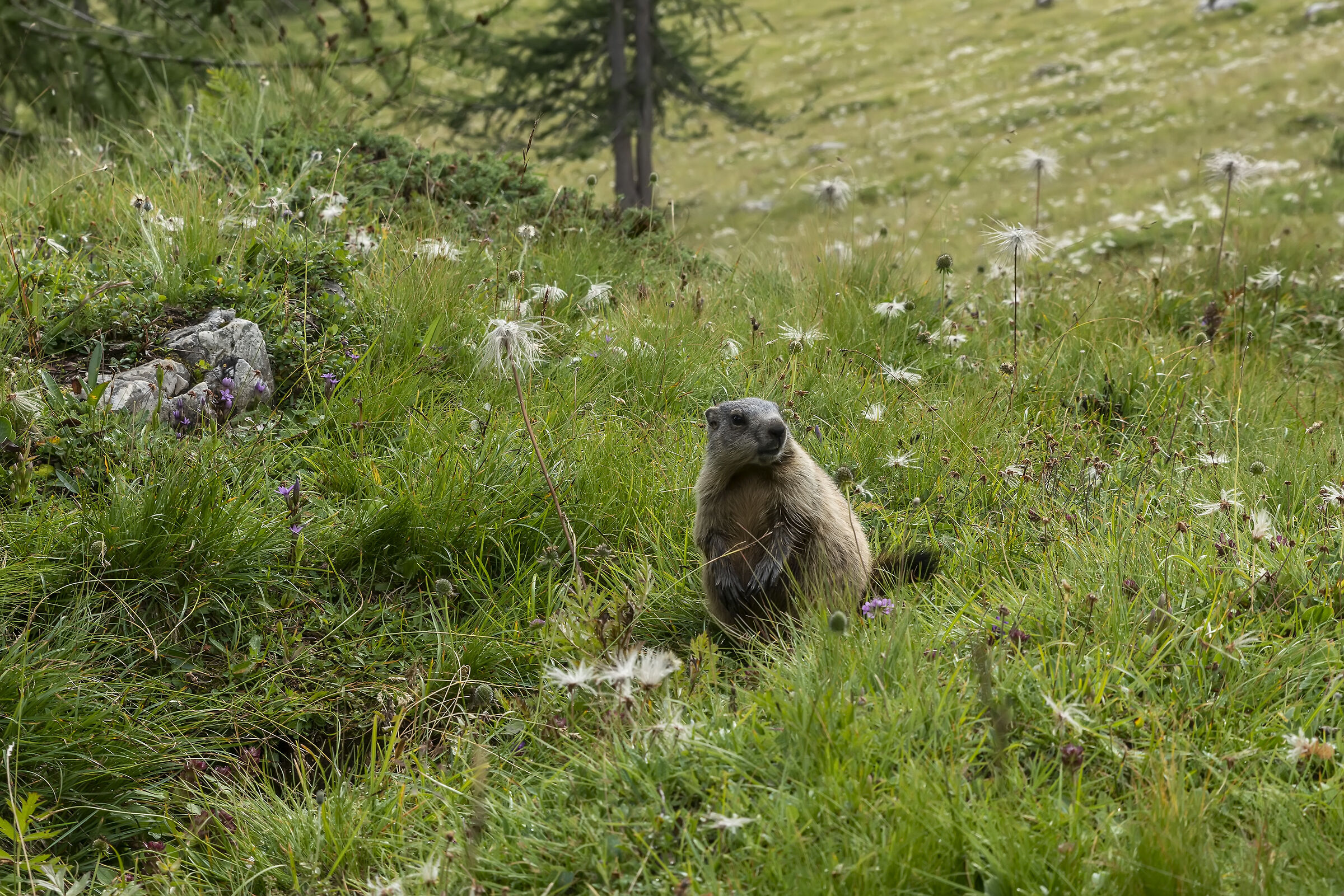 Giovane marmotta sui pascoli delle 5 torri