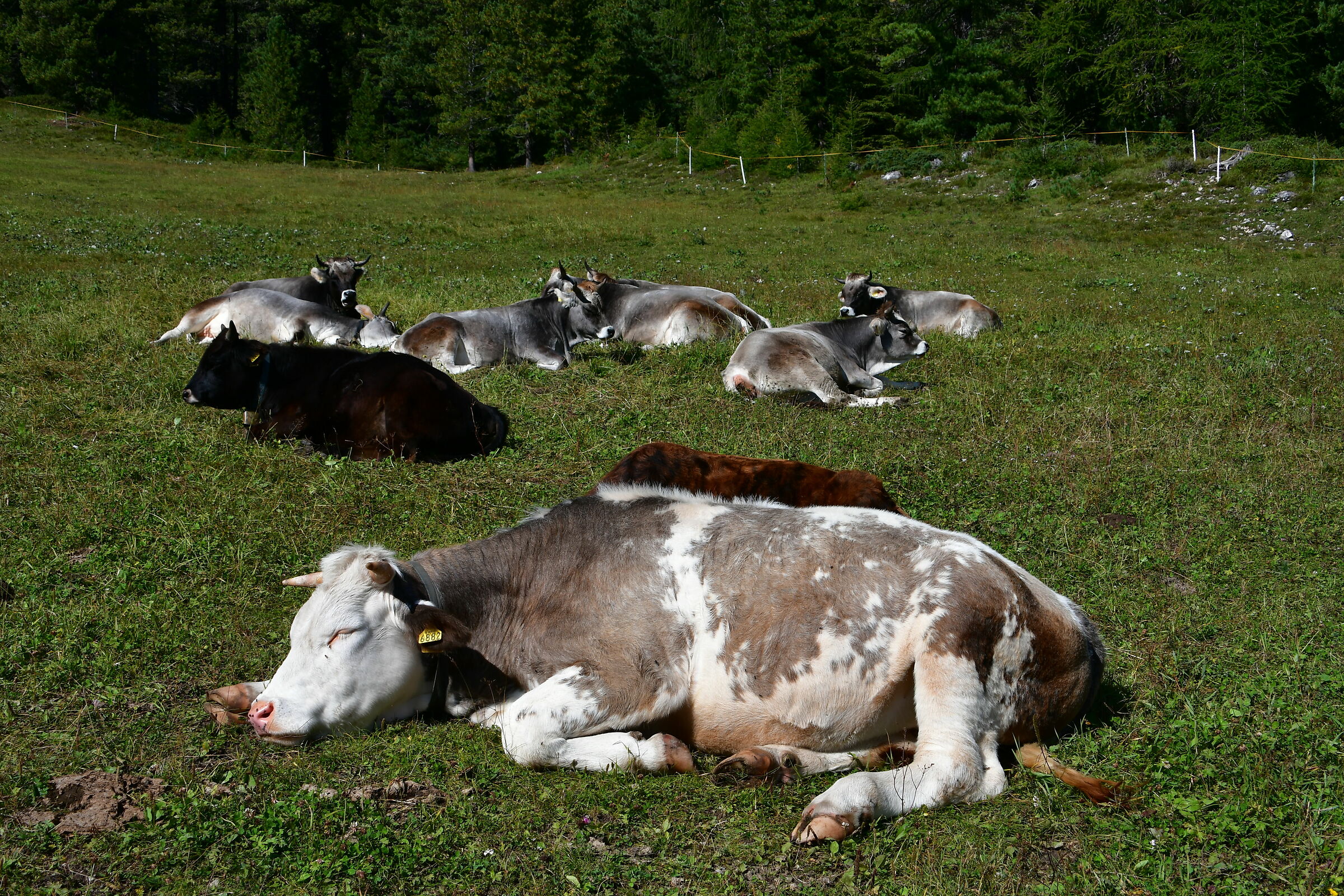 Dolce pigro risveglio..........