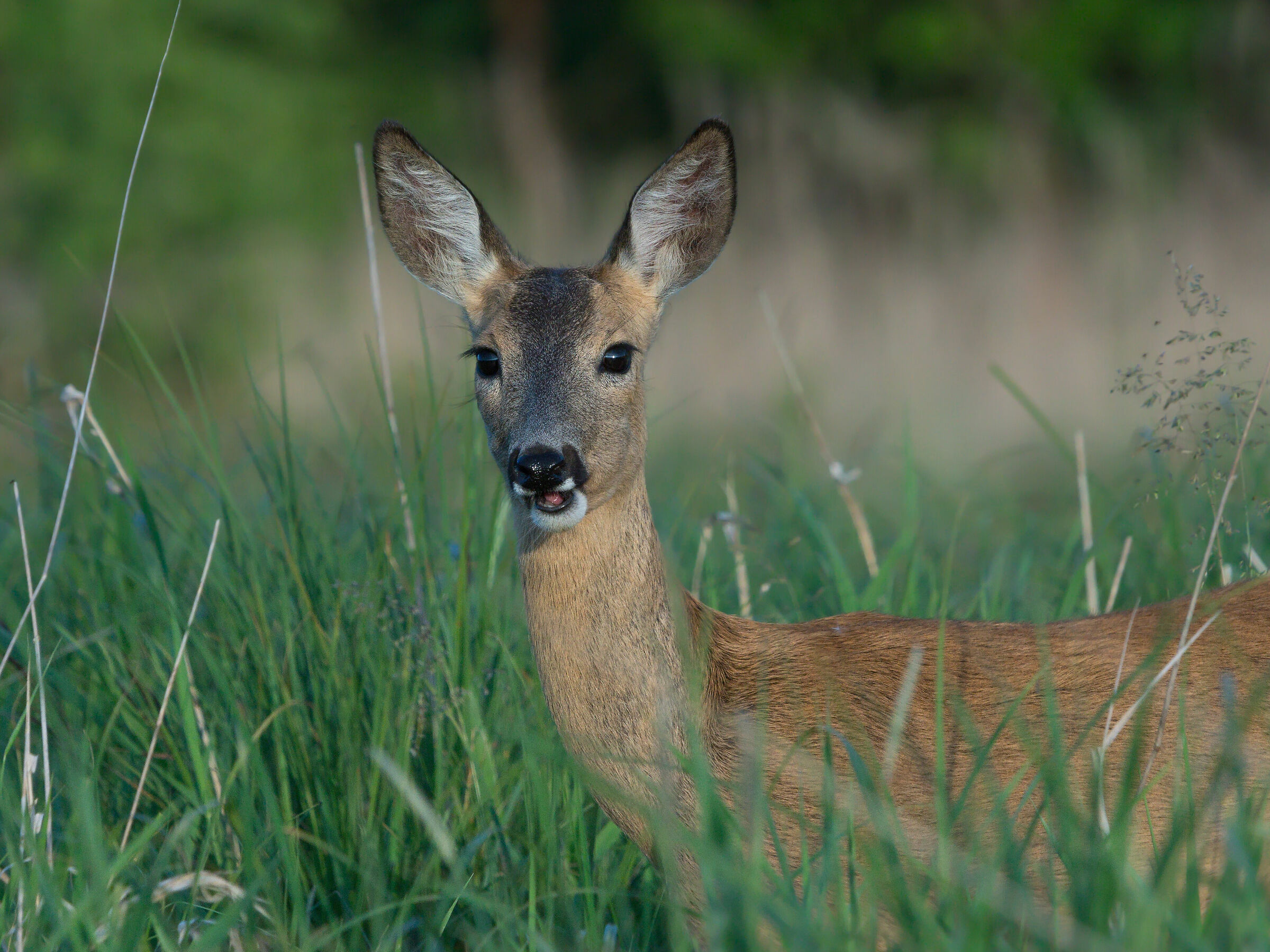 Roe deer (Capreolus capreolus)