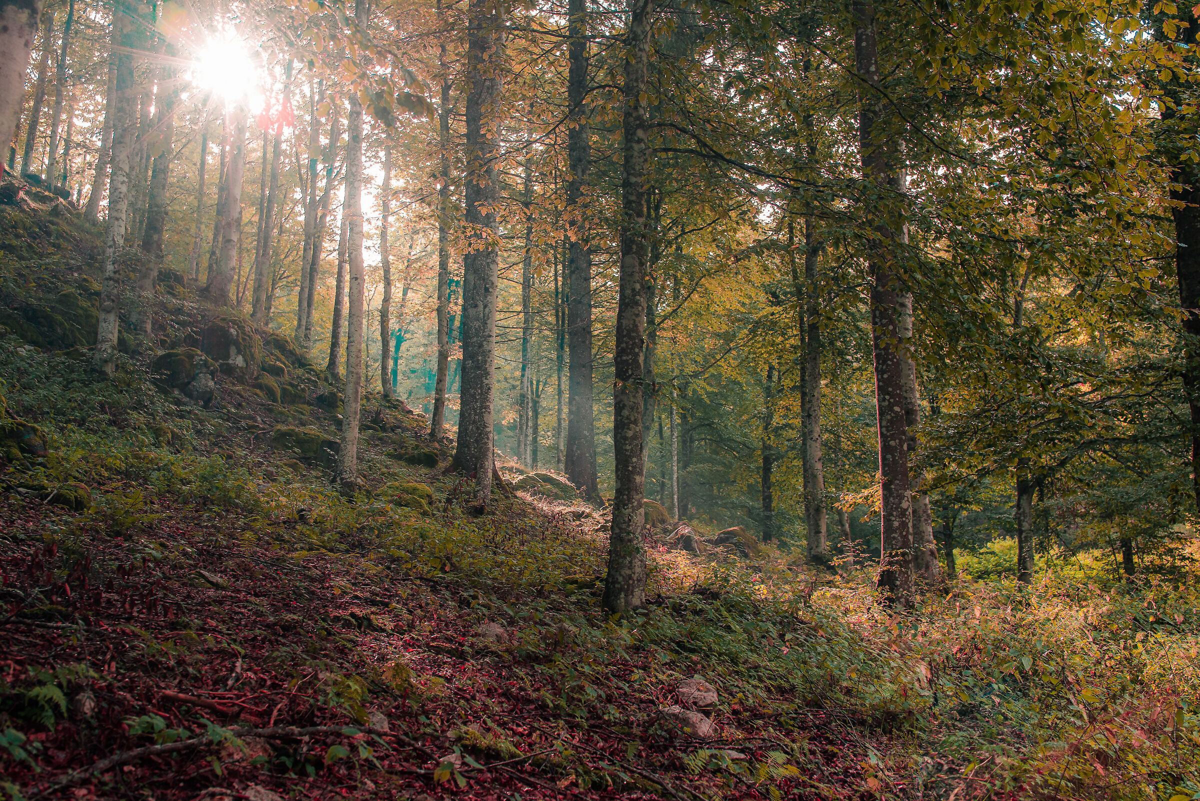 Early autumn in Candaglia