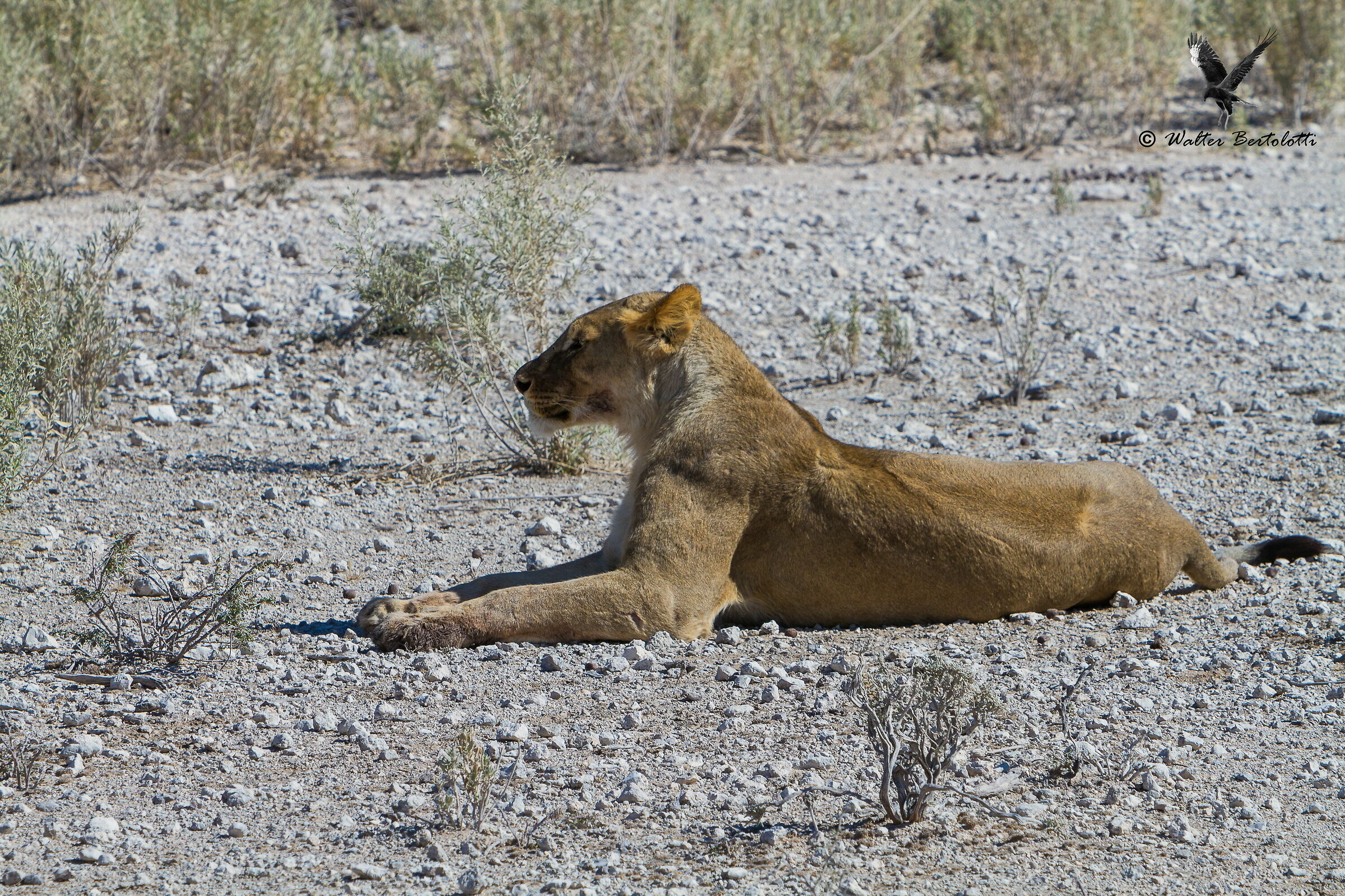 osservare e valutare