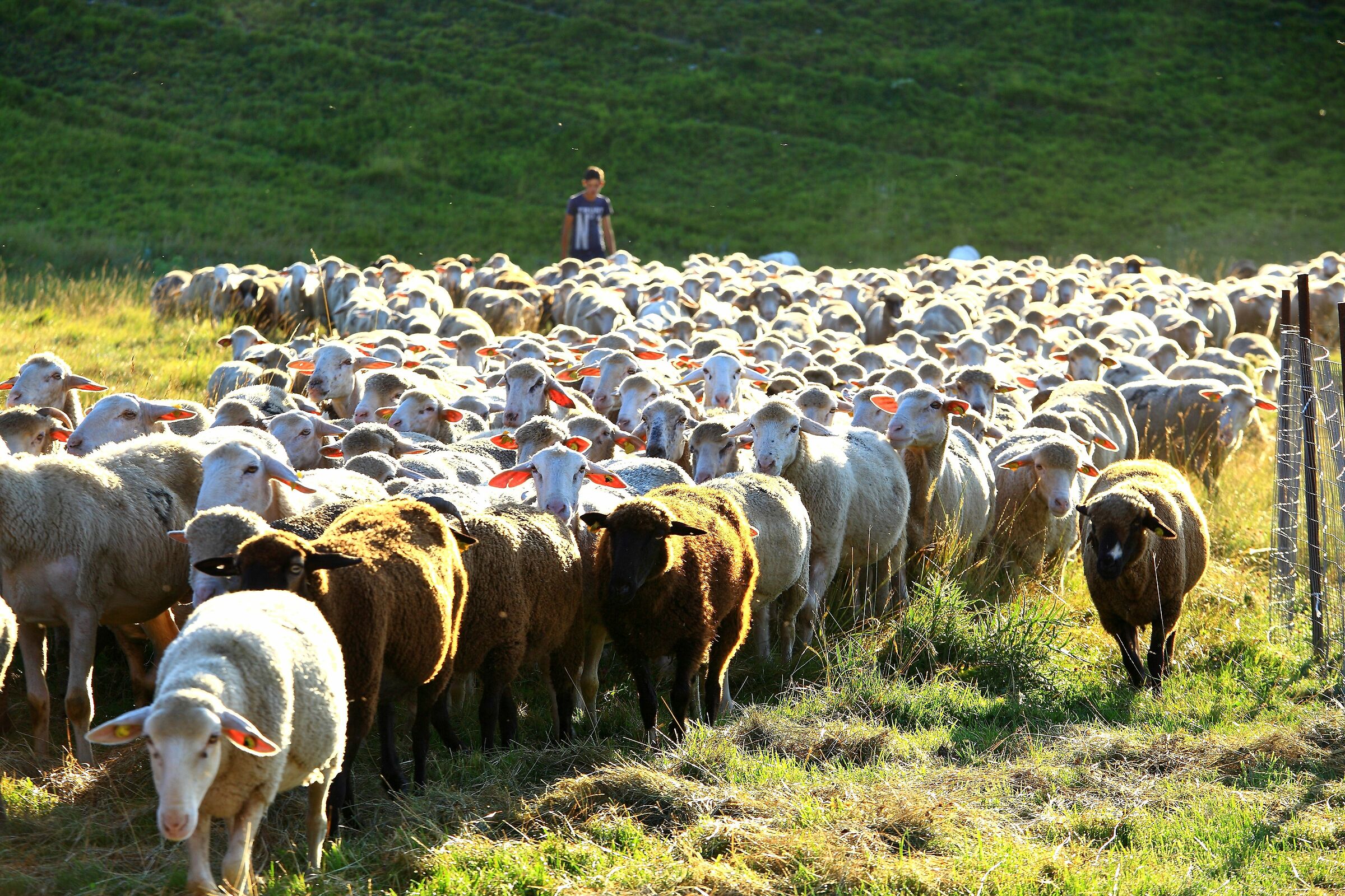 Settembre, andiamo...