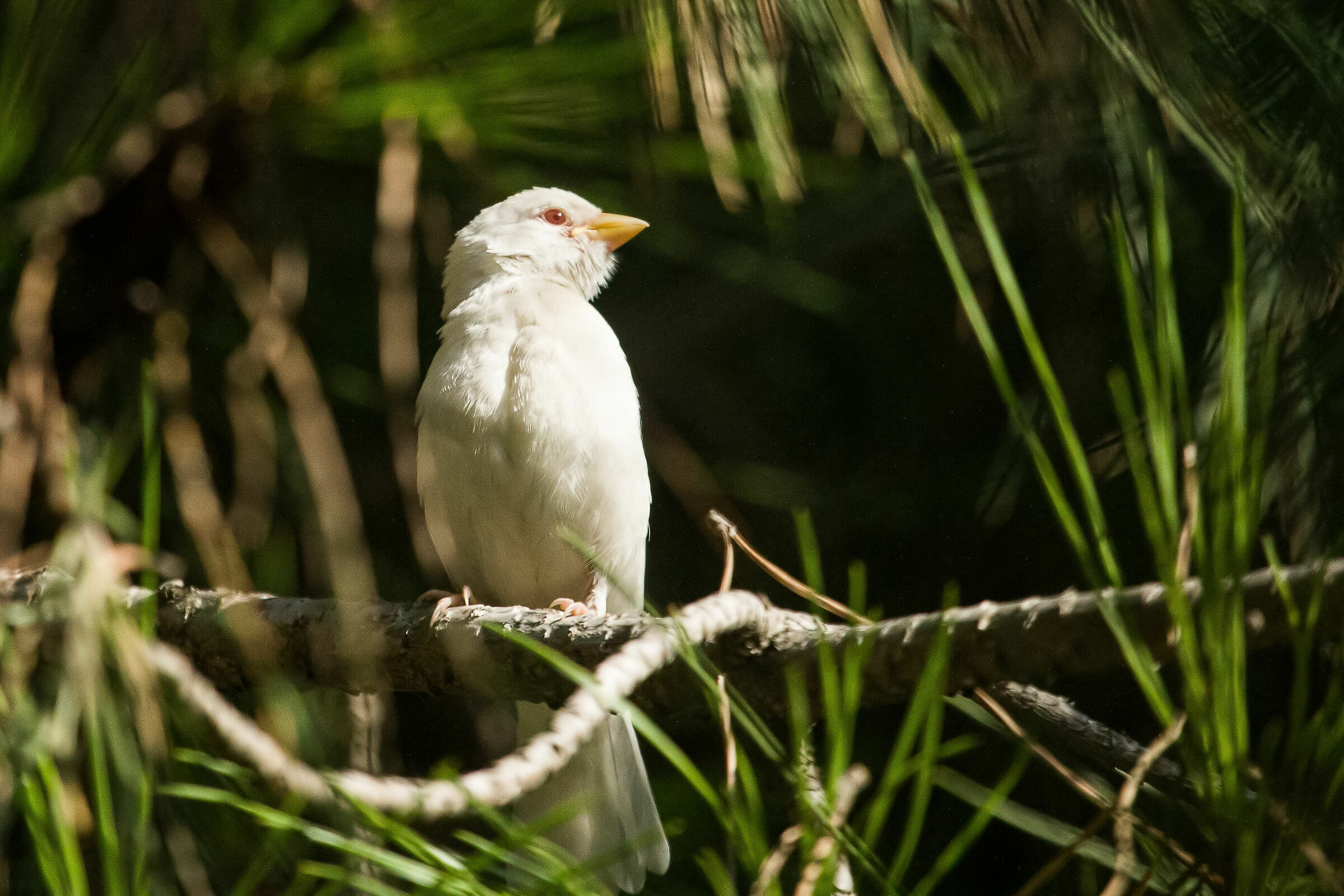 Albino sparrow