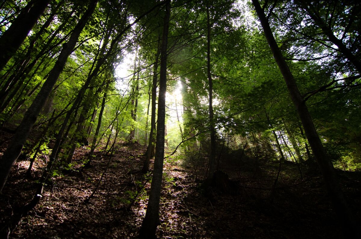 lights in the undergrowth