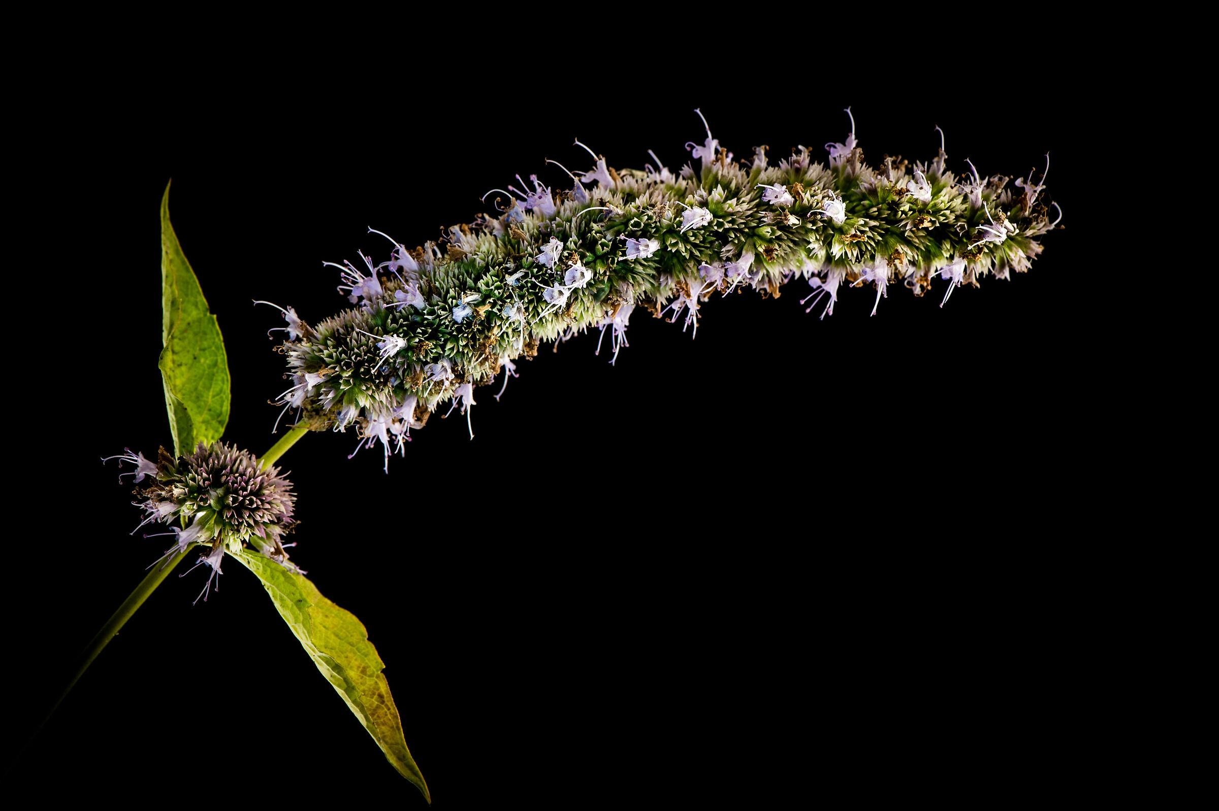 Agastache, Bue Fortuné.