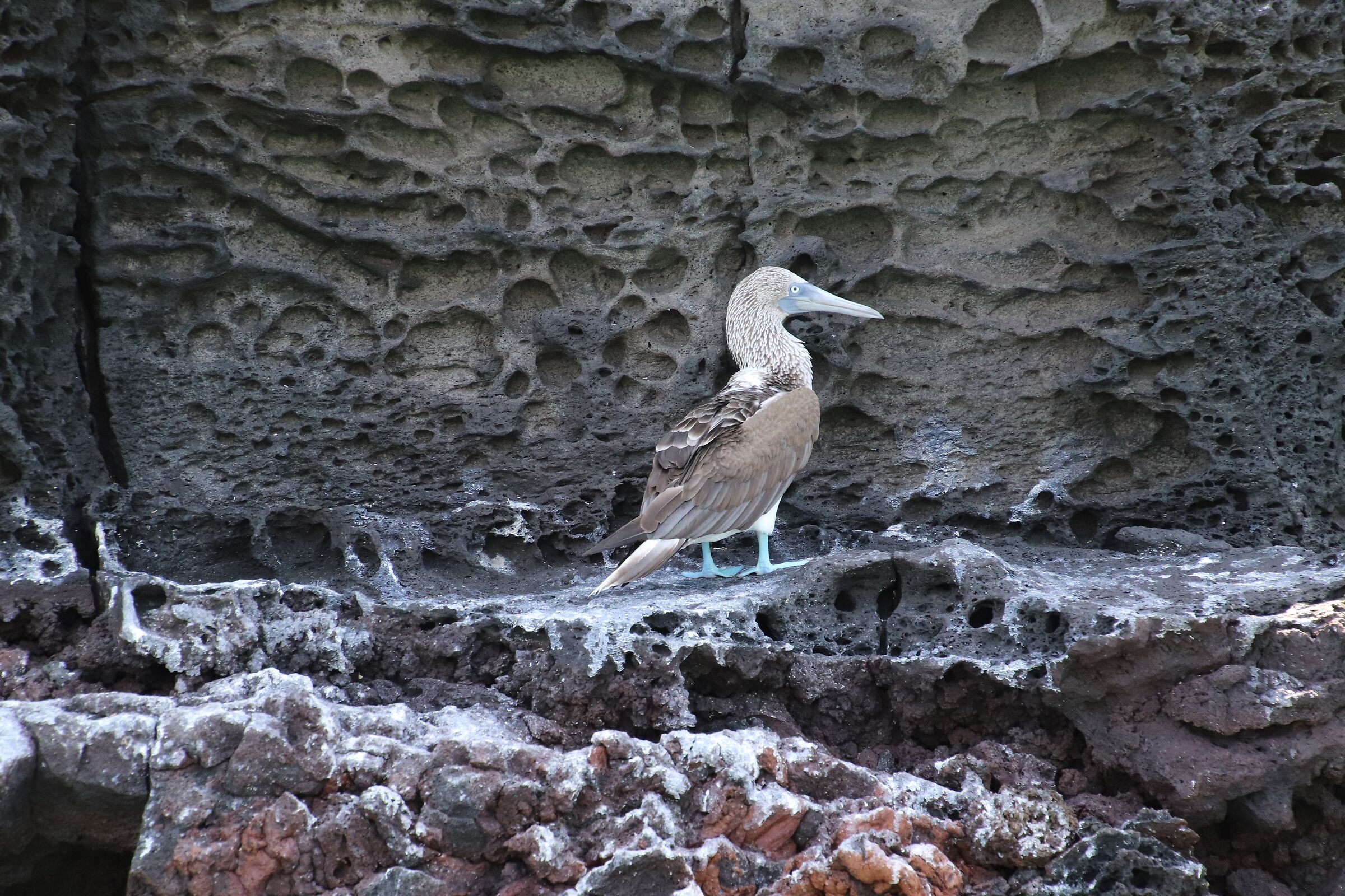 Galapagos- Sula dai piedi blu
