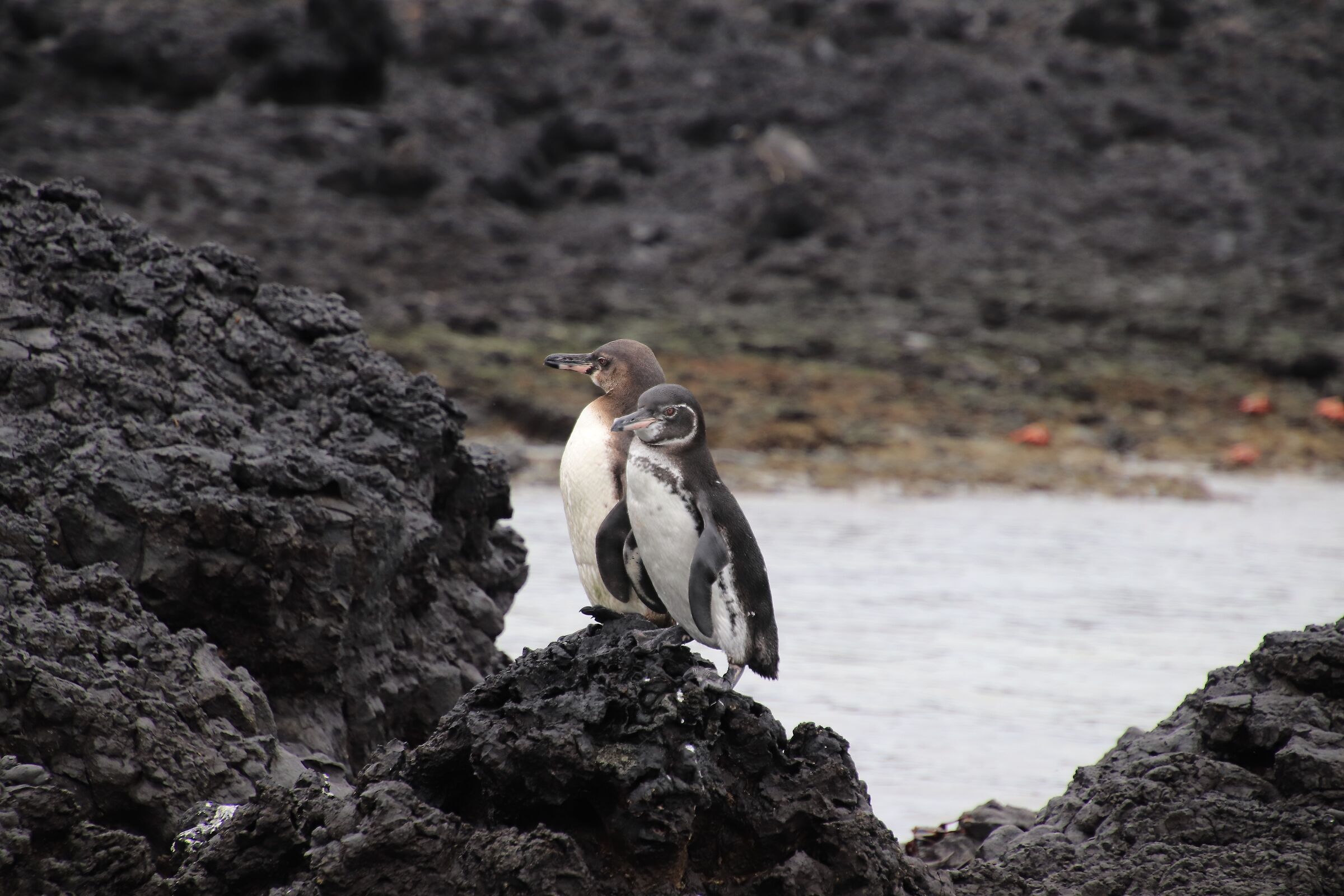Galapagos- Pinguino Spheniscus