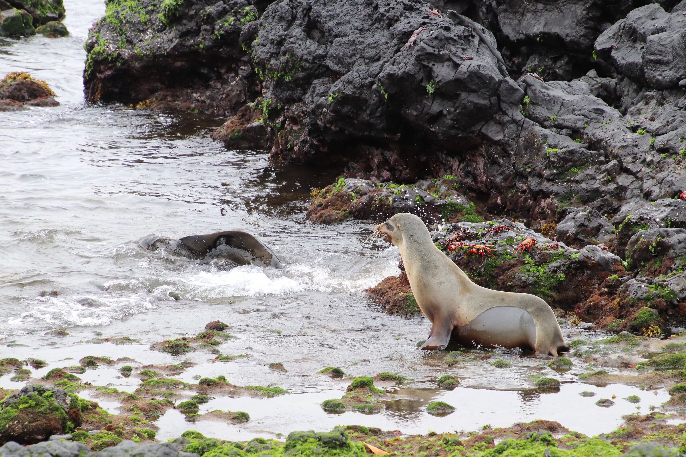 Galapagos-Leone marino