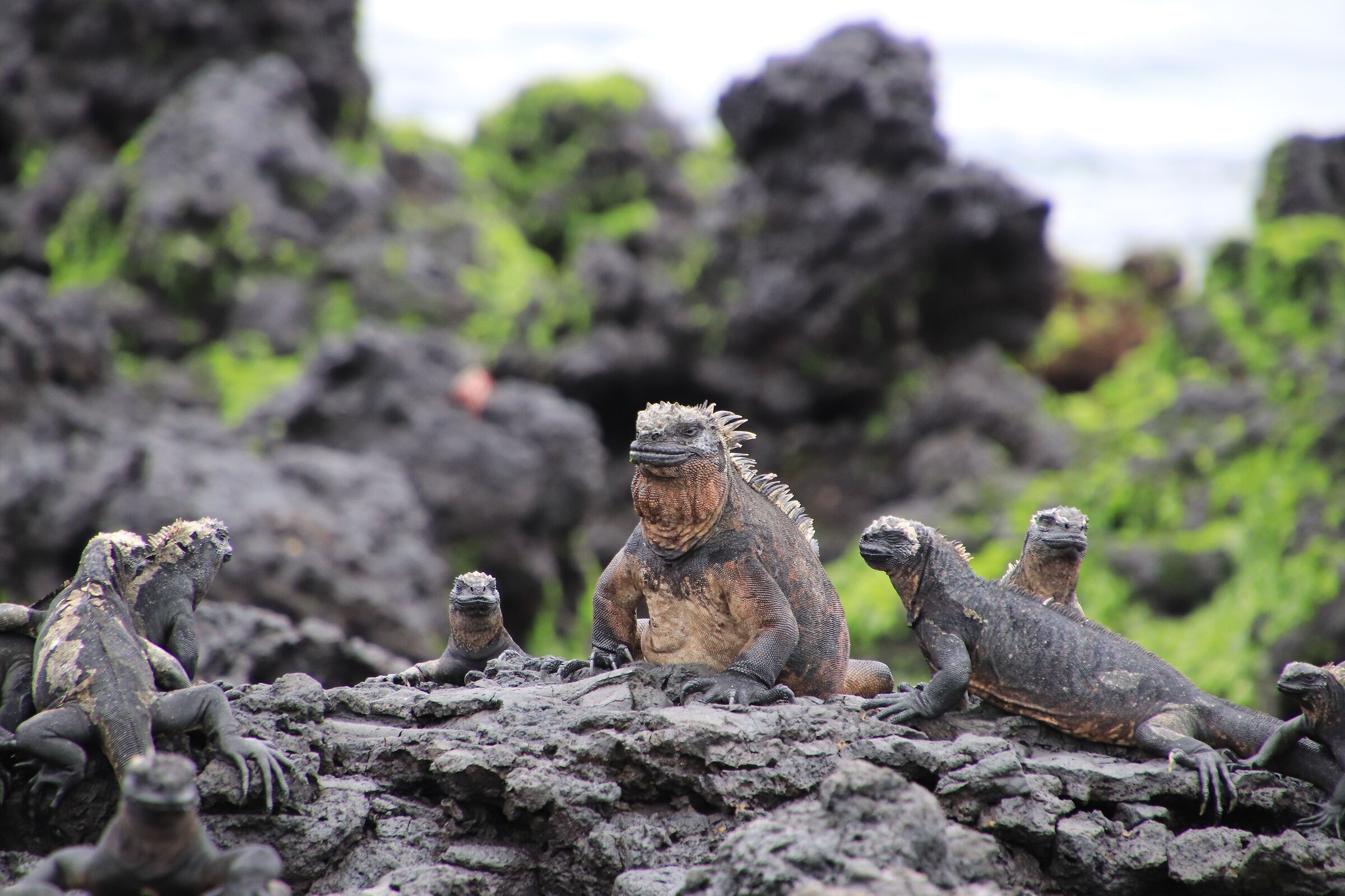 Galapagos- Iguane marine