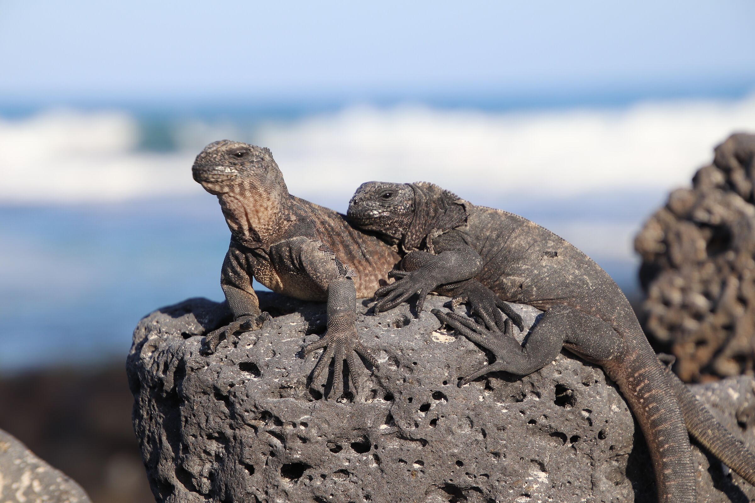 Galapagos- Iguane marine