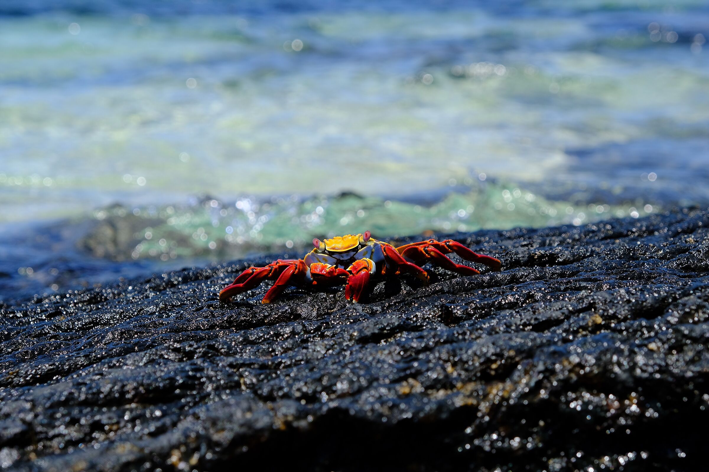 Galapagos- Granchio rosso