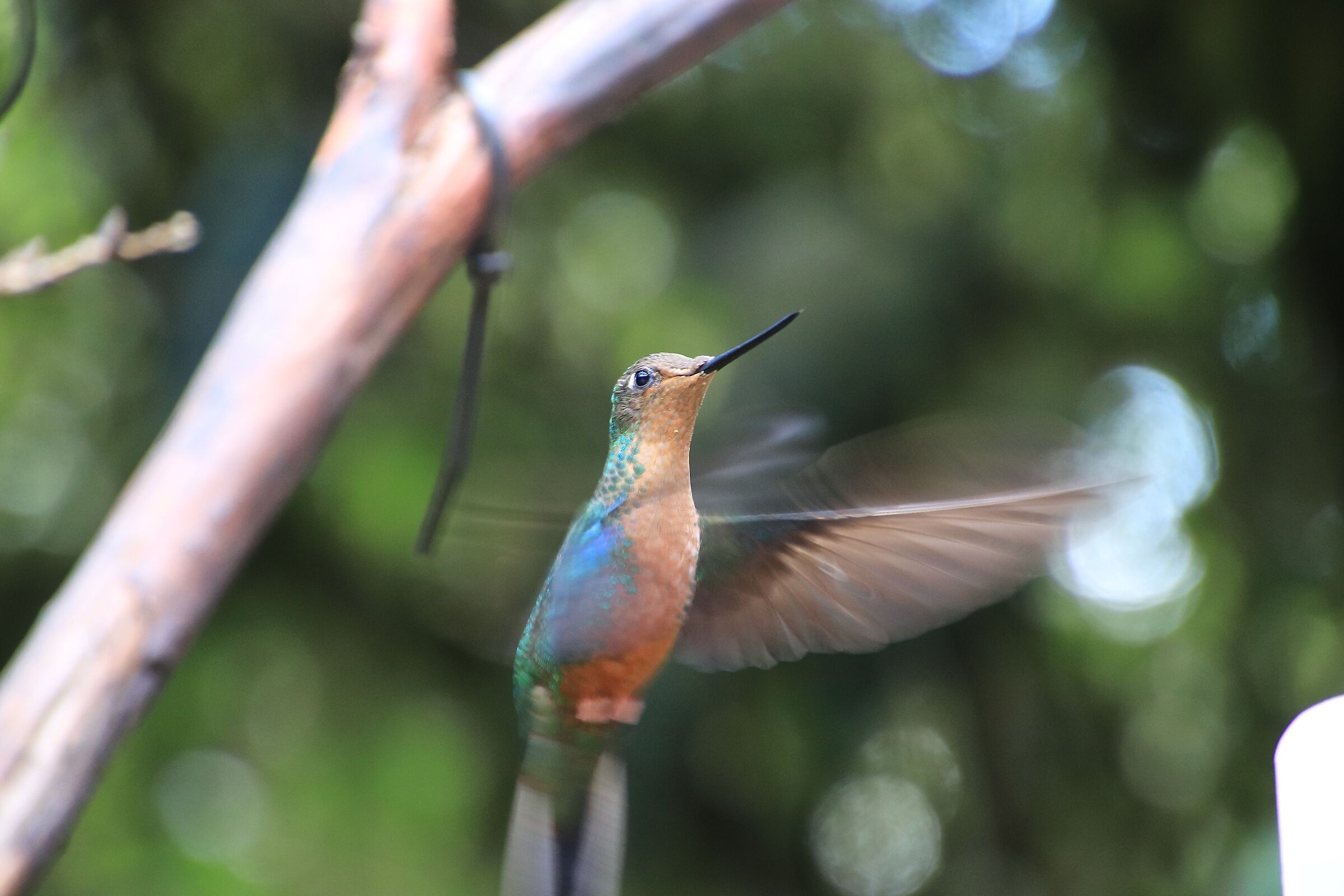 Riserva di di Yanacocha-Colibrì