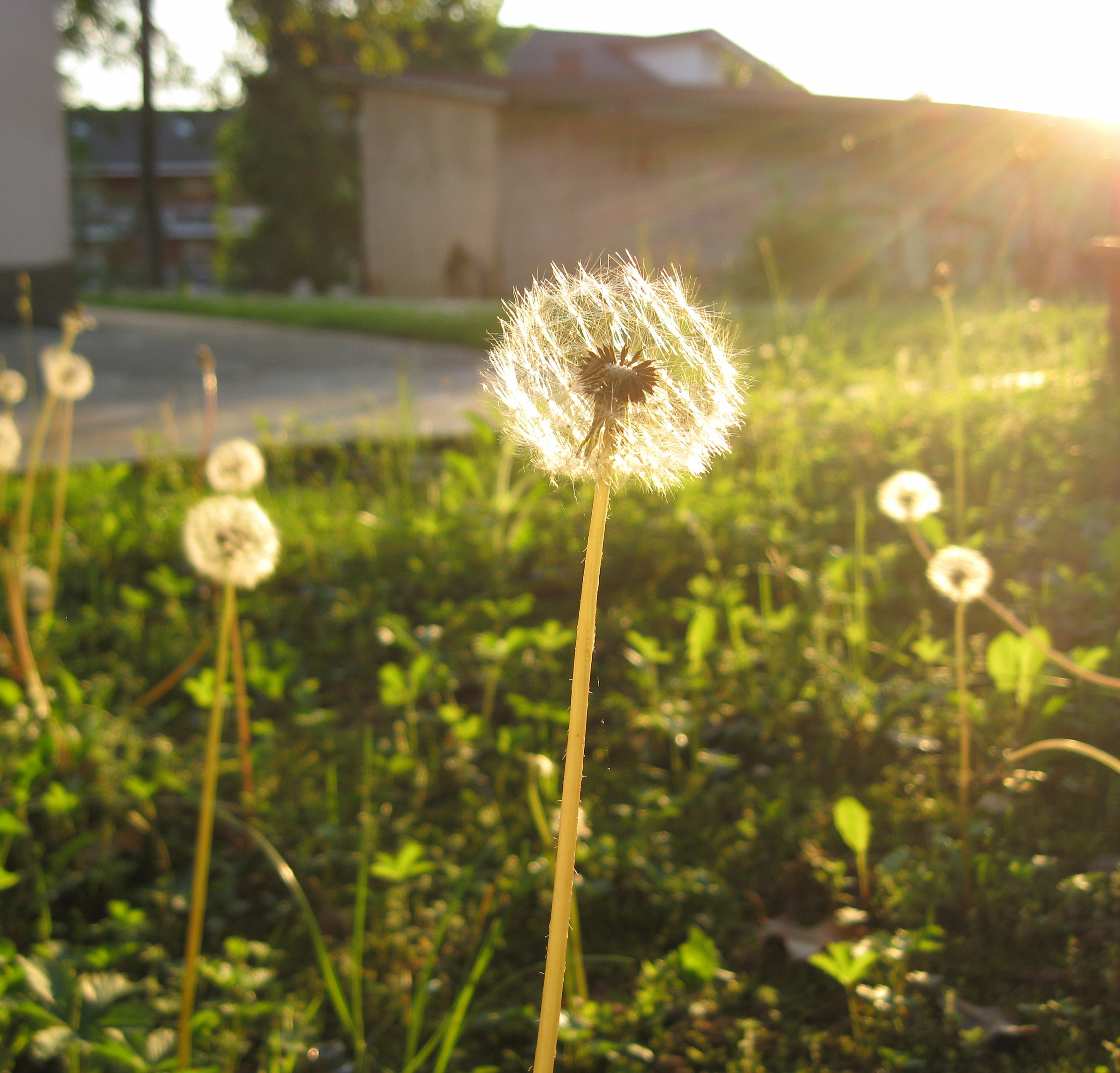 Seeds of dandelion