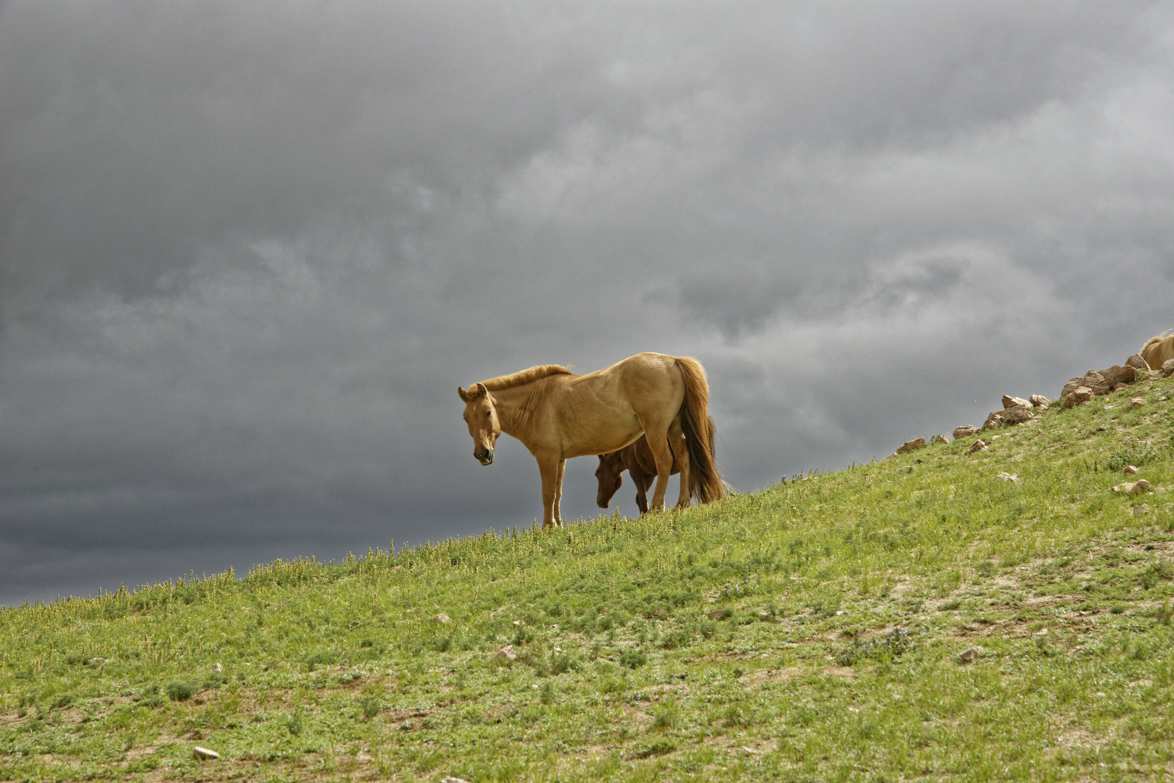 Mongolian horse