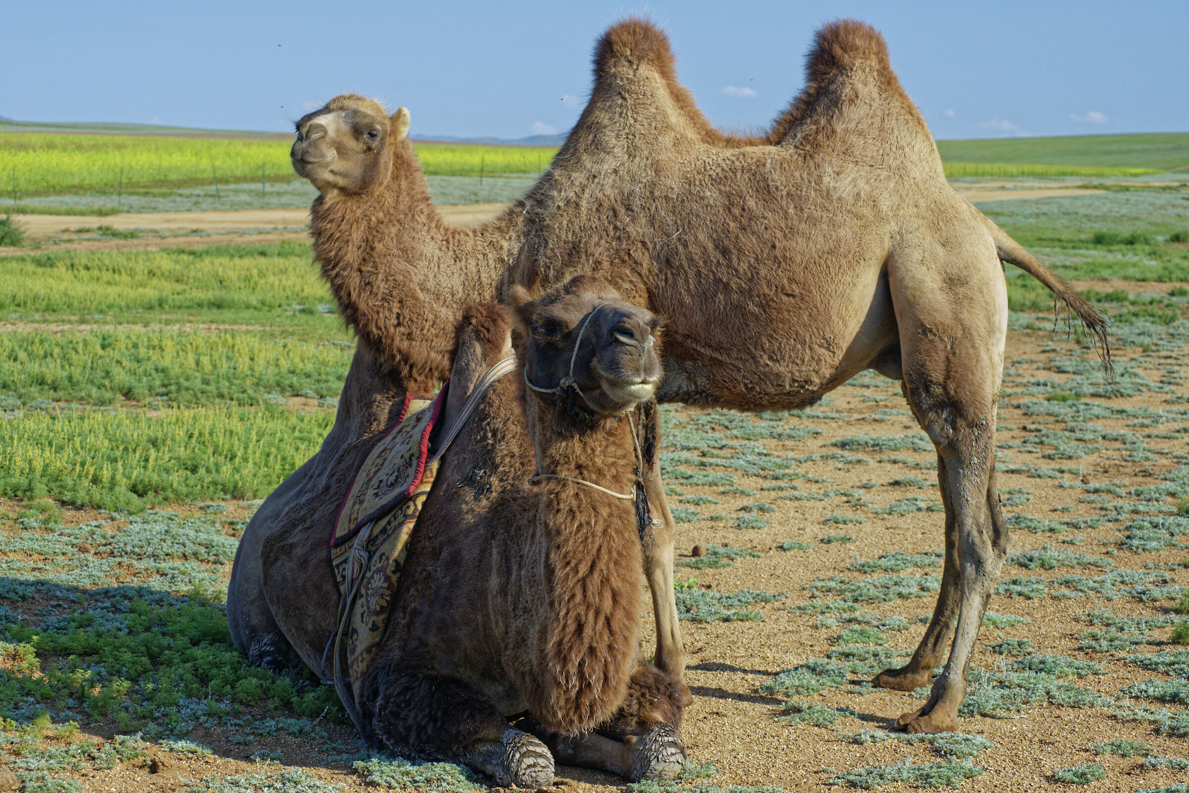 Camels