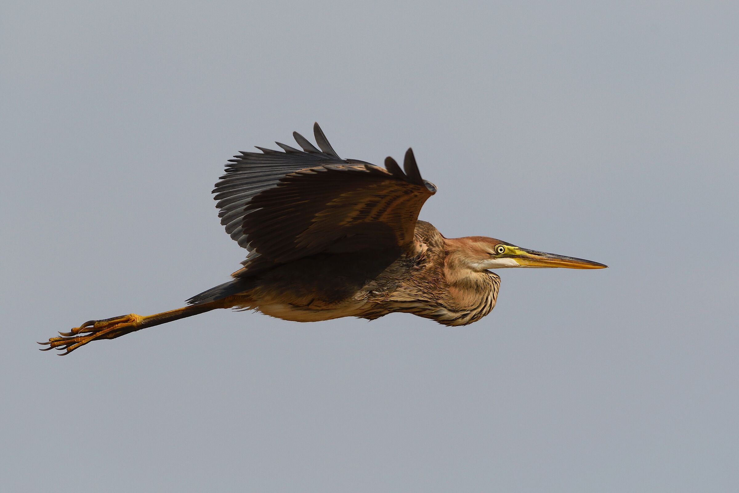 Red heron