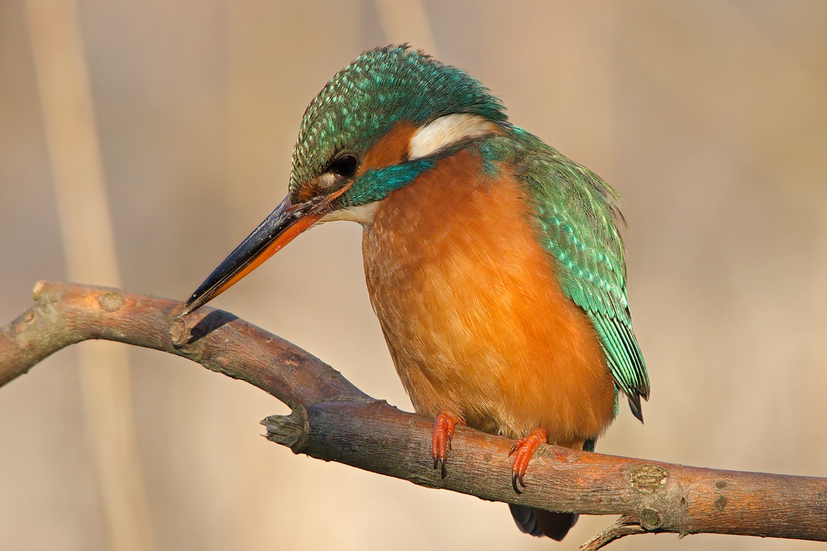 Kingfisher (Alcedo atthis)