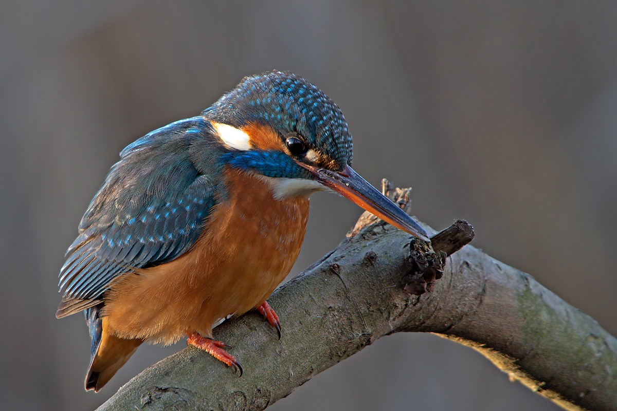 Kingfisher (Alcedo atthis)