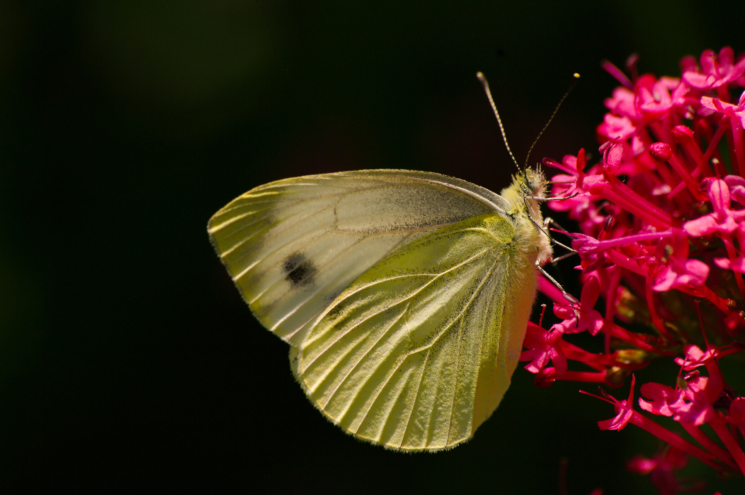l'inizio della primavera