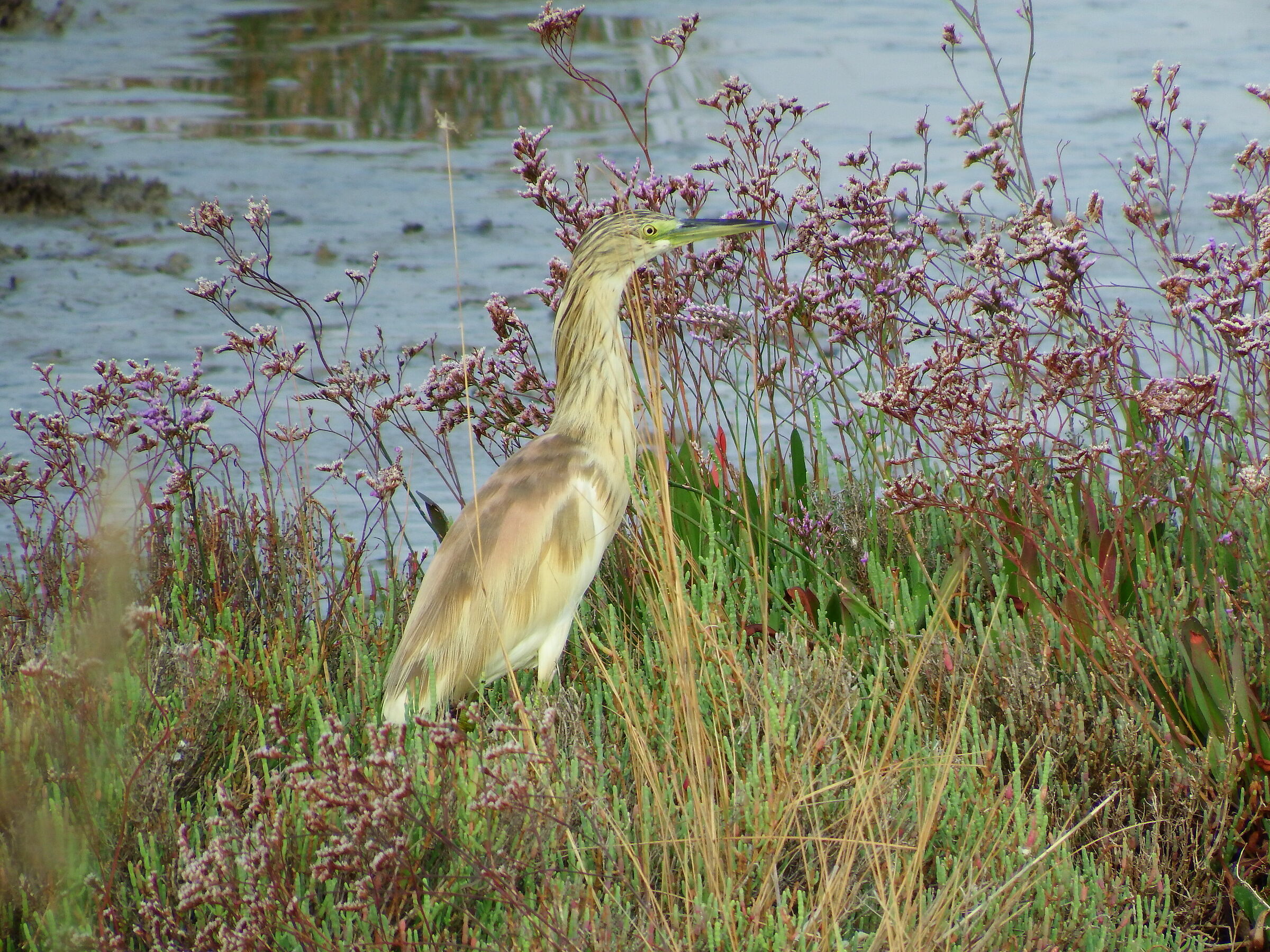 Sgarza ciuffetto tra i 'fiuri de tapo'