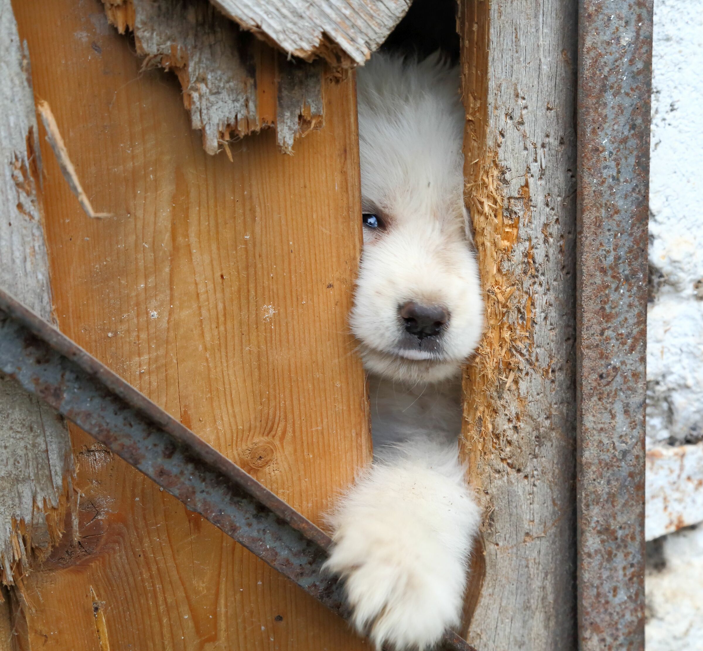 All'improvviso, un prigioniero...