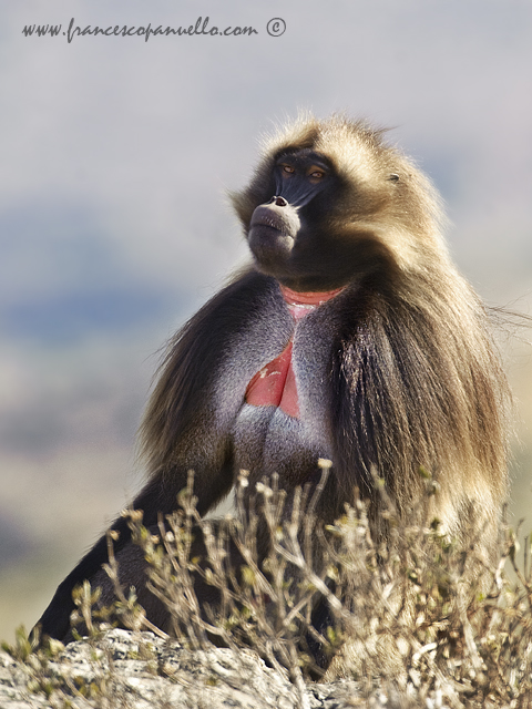 Gelada baboon - Ethiopia
