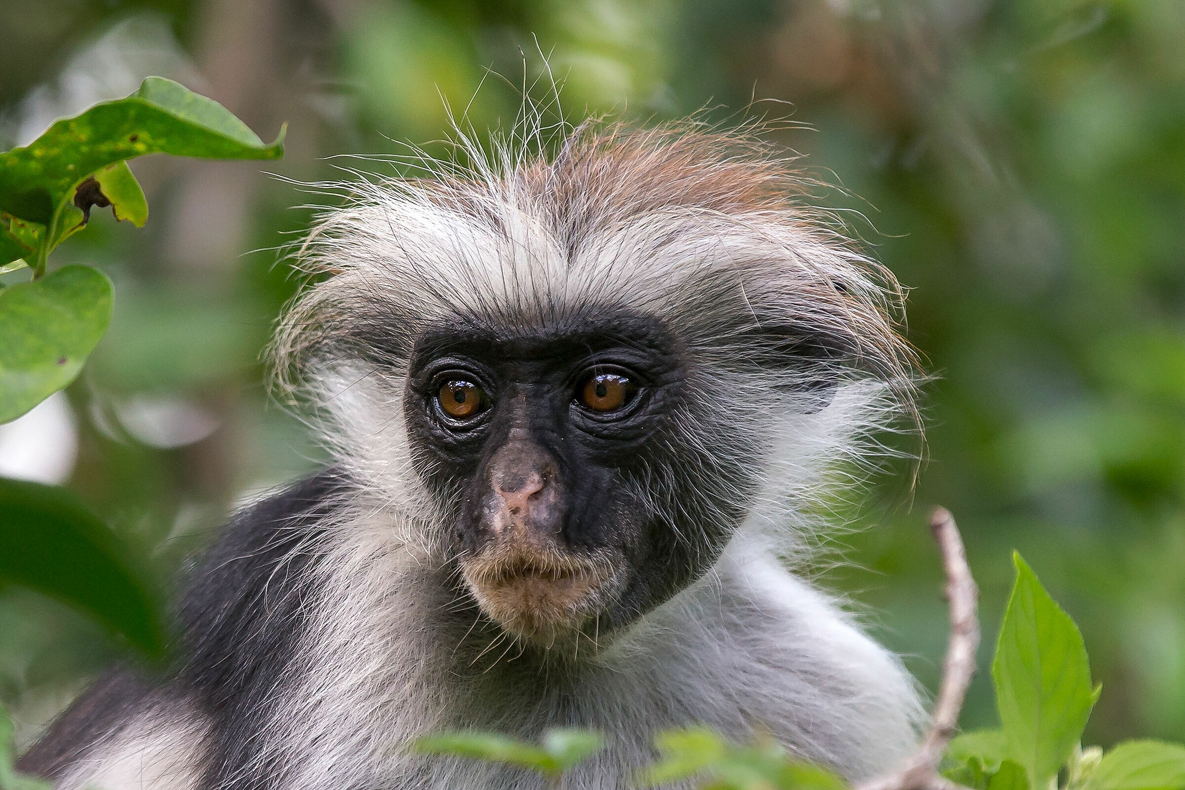 Colobo rosso (Piliocolobus kirkii)