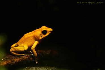Phyllobates terribilis