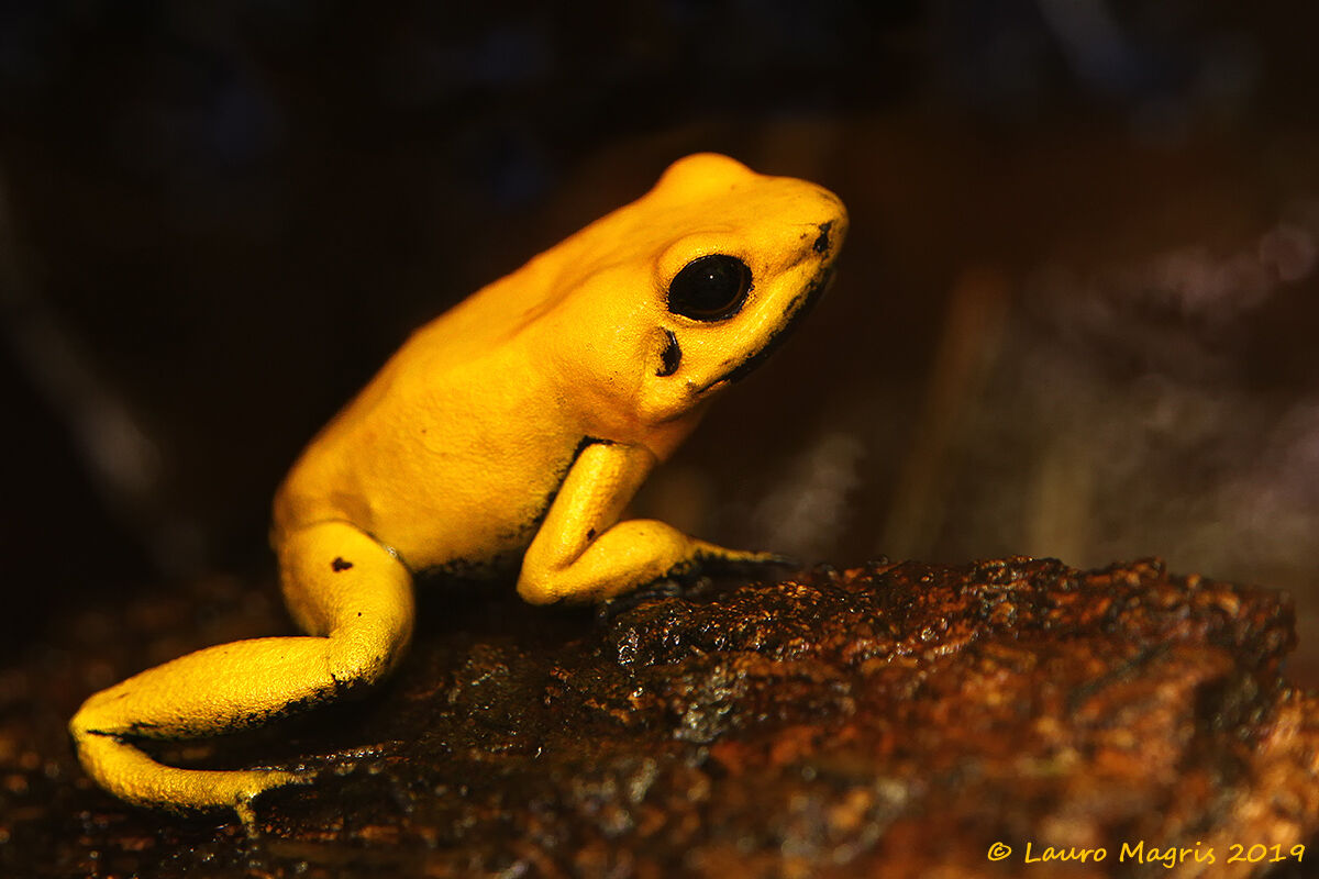 Thoughtful Golden Frog
