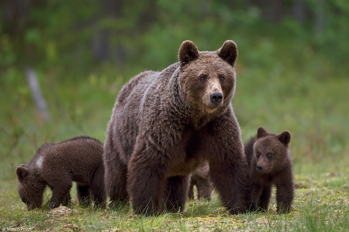 Walking with the family
